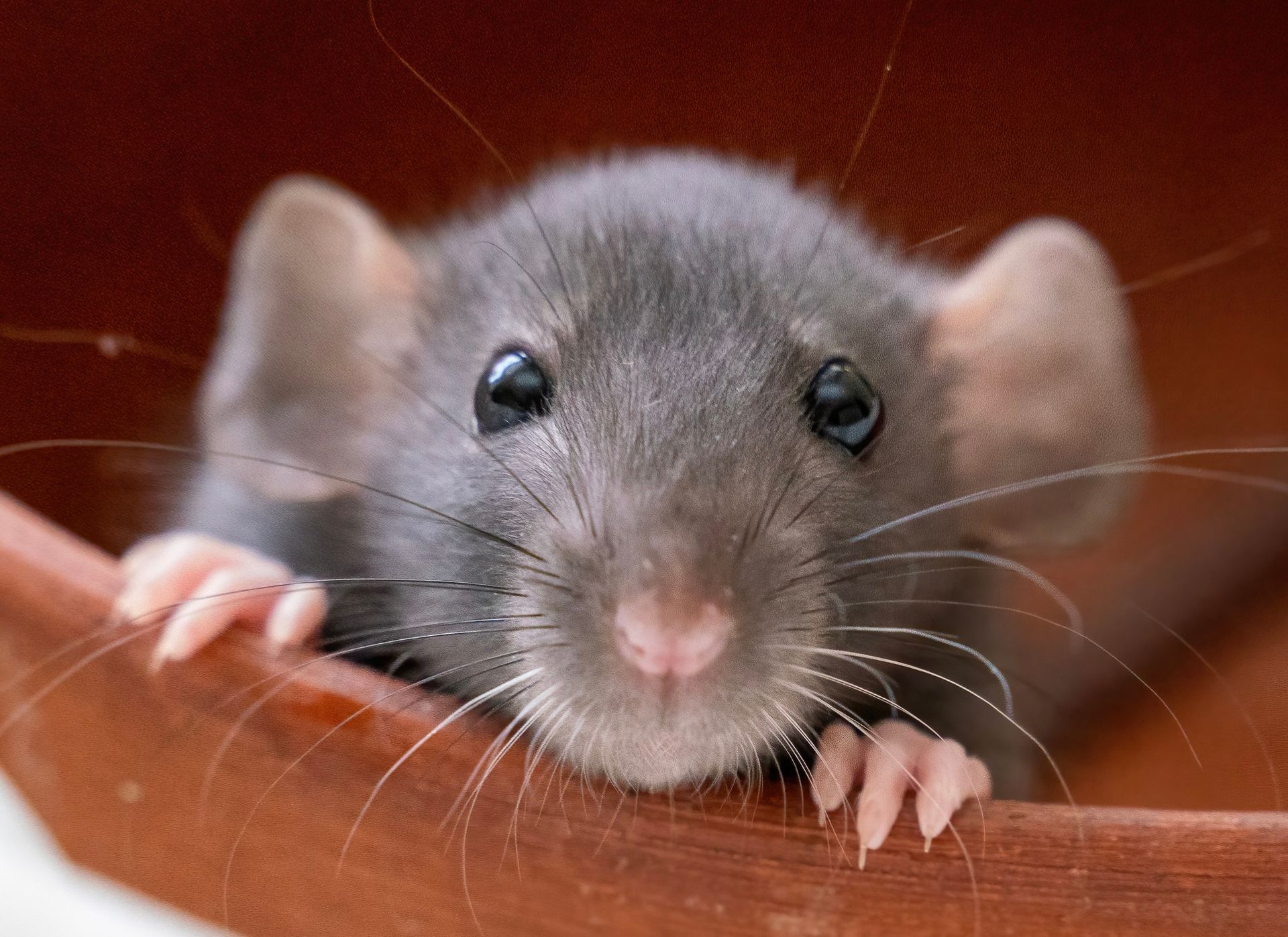 Gray rat peeking over a wooden edge, looking at the camera