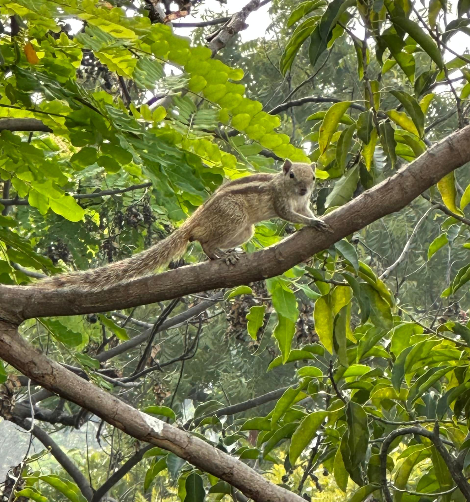 A squirrel perched on a tree branch in a lush green forest.