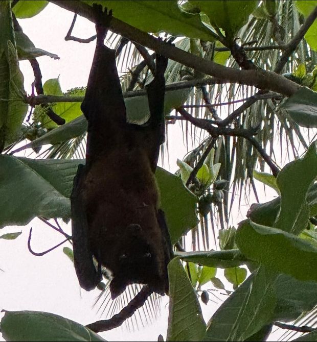 A bat hanging upside down among green leaves and branches