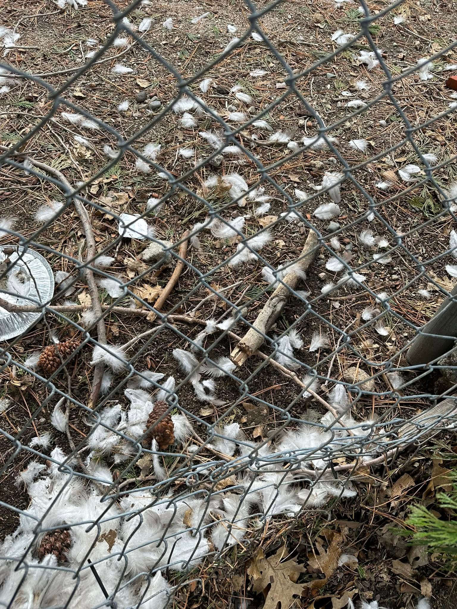 Snow-dusted ground with brown leaves, twigs, and a chain-link fence in the foreground