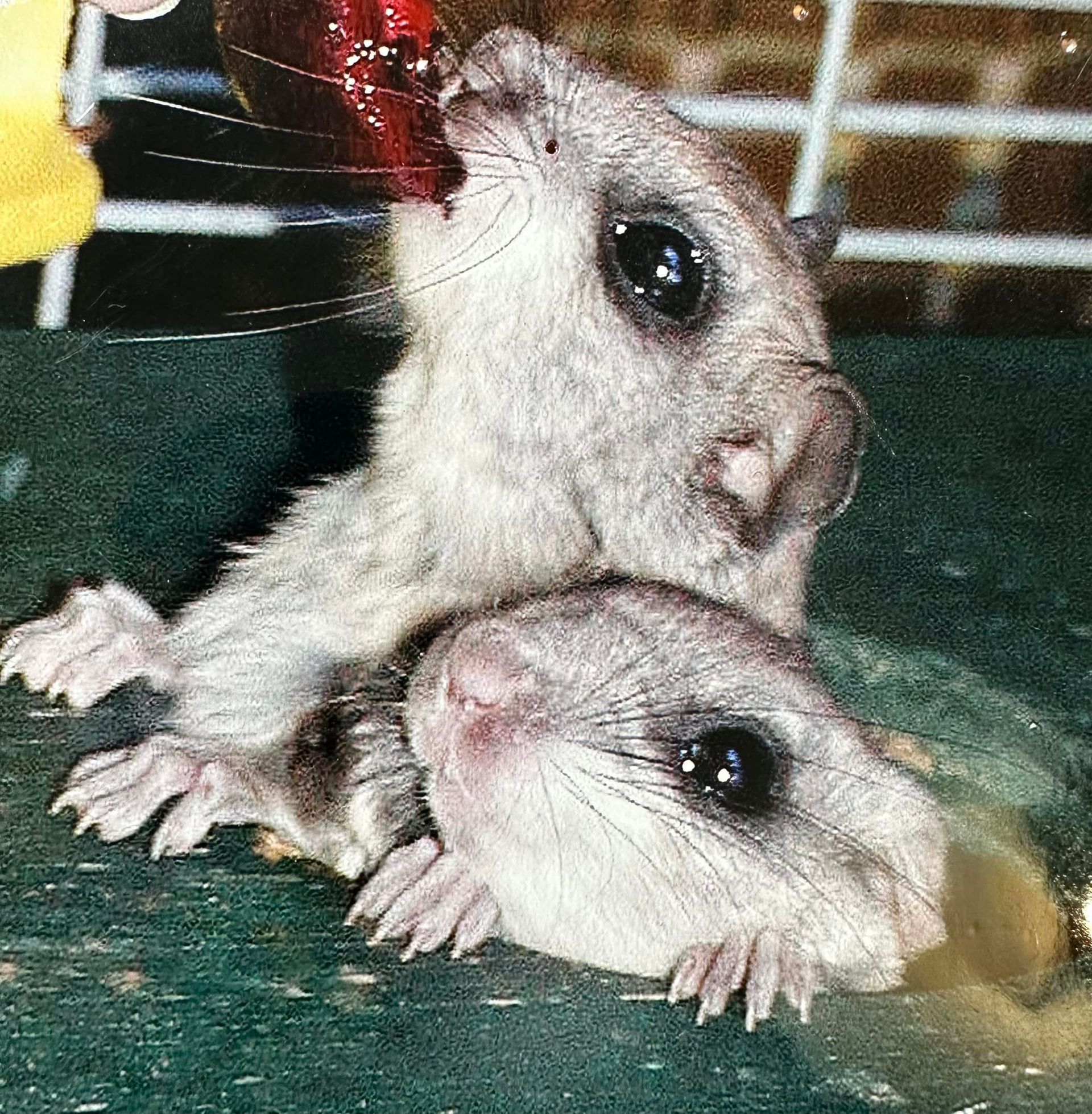 Two small white rodents drinking from a red bottle on a green surface