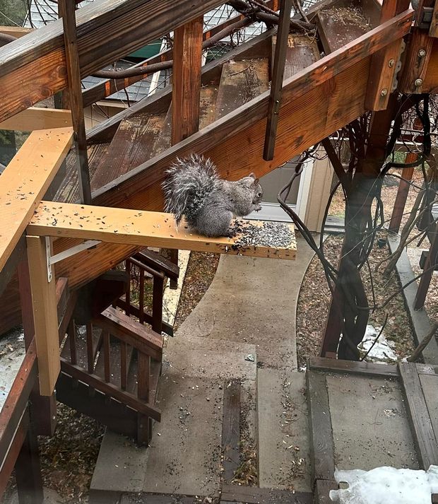 Gray squirrel perched on a wooden railing beside a stairway outdoors.