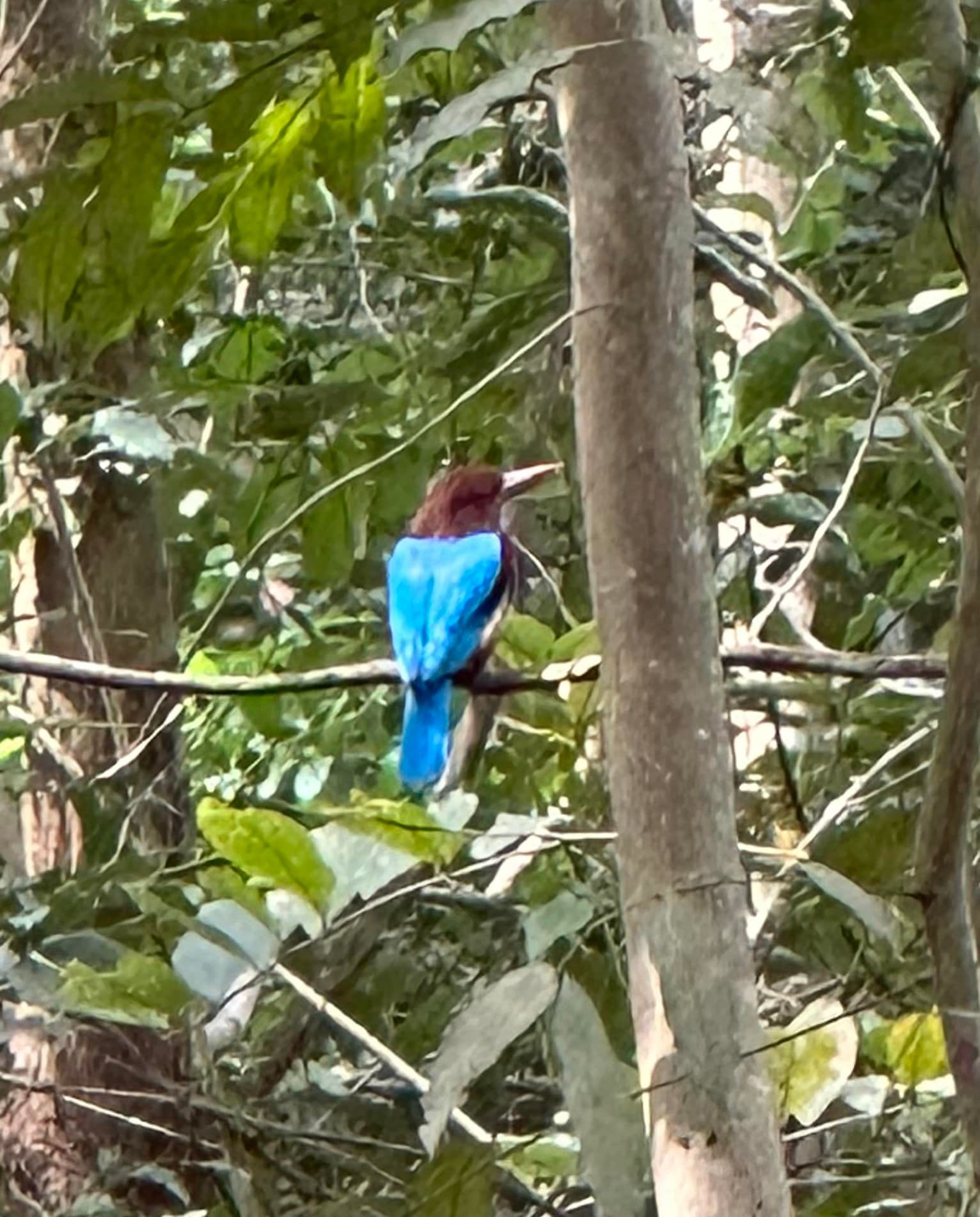 Blue bird with brown head perched on a branch among dense green foliage.