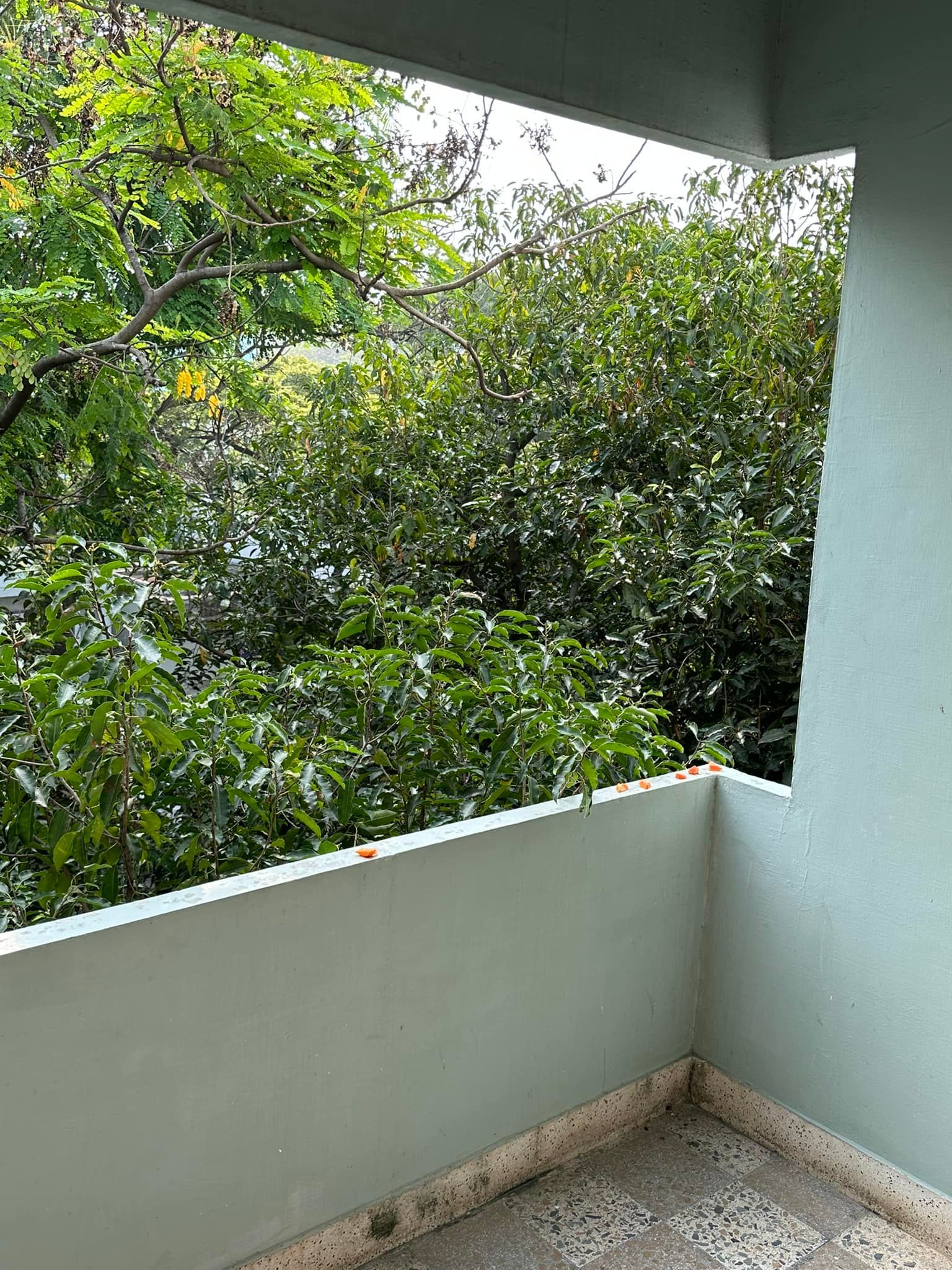 Balcony corner with white walls overlooking dense green trees.