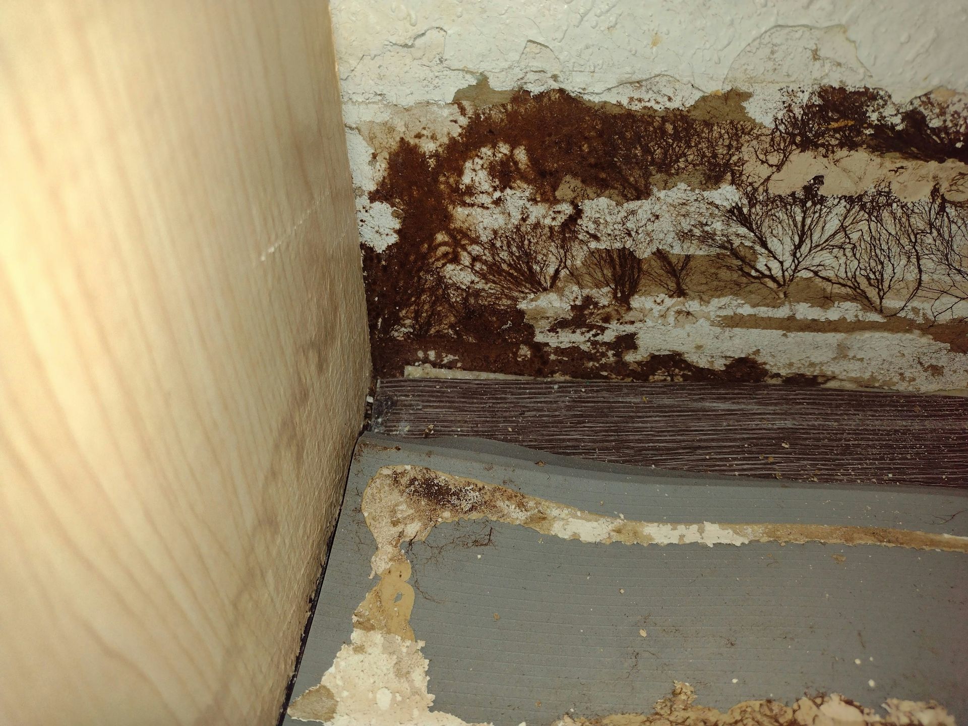 Close-up of mold and water damage along a wall corner and floor trim.