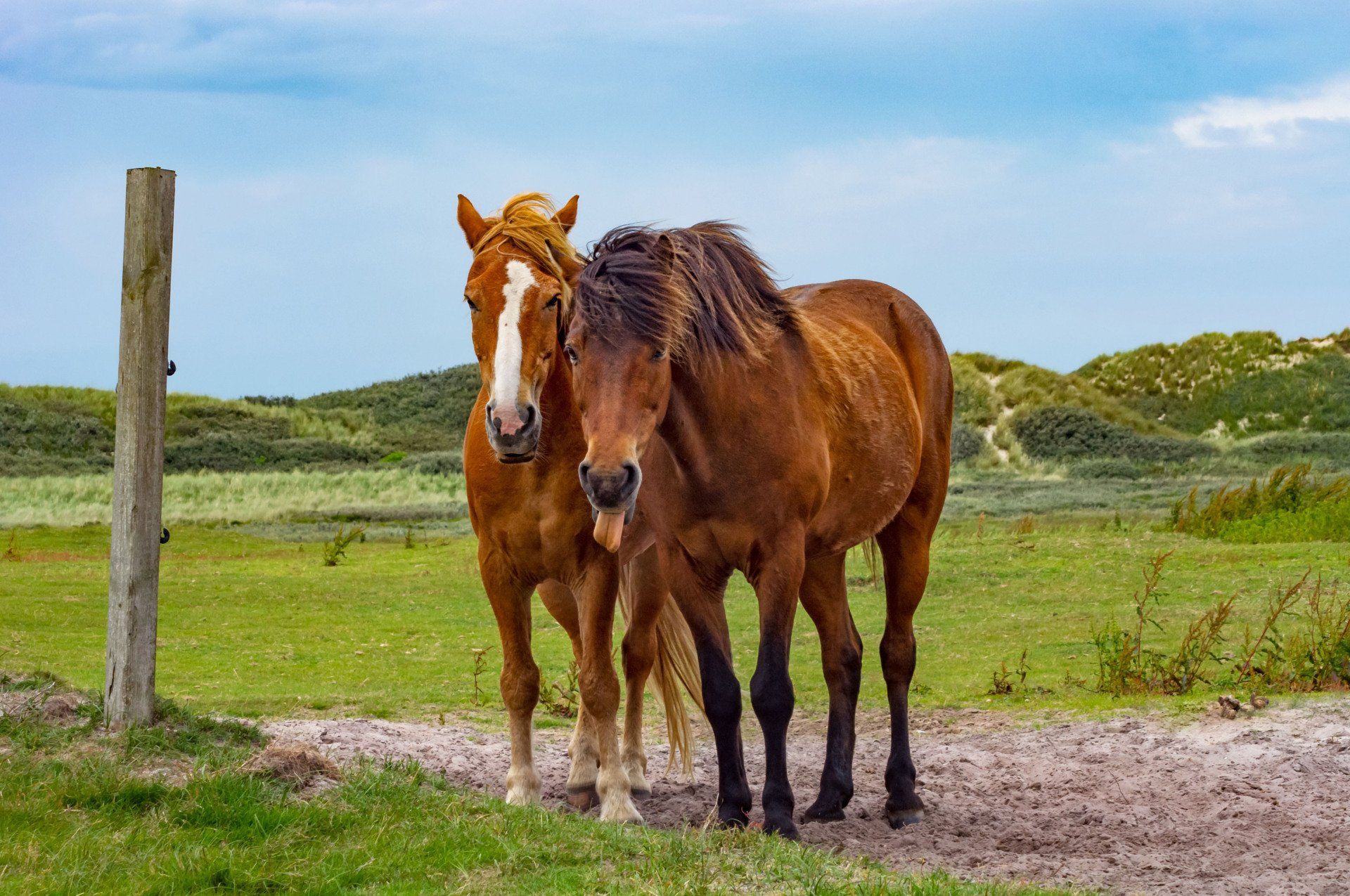 MacKay Livestock Supply Farm Supply Store Idaho Falls ID