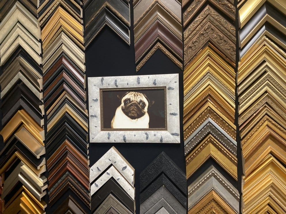 Pug portrait in white frame, surrounded by samples of various picture frame corners in a shop.