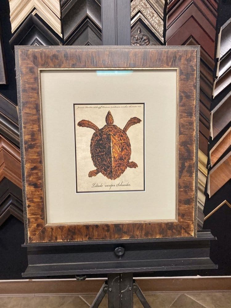 Framed turtle art in a gallery. The turtle is brown. Beige matting and ornate brown frame.