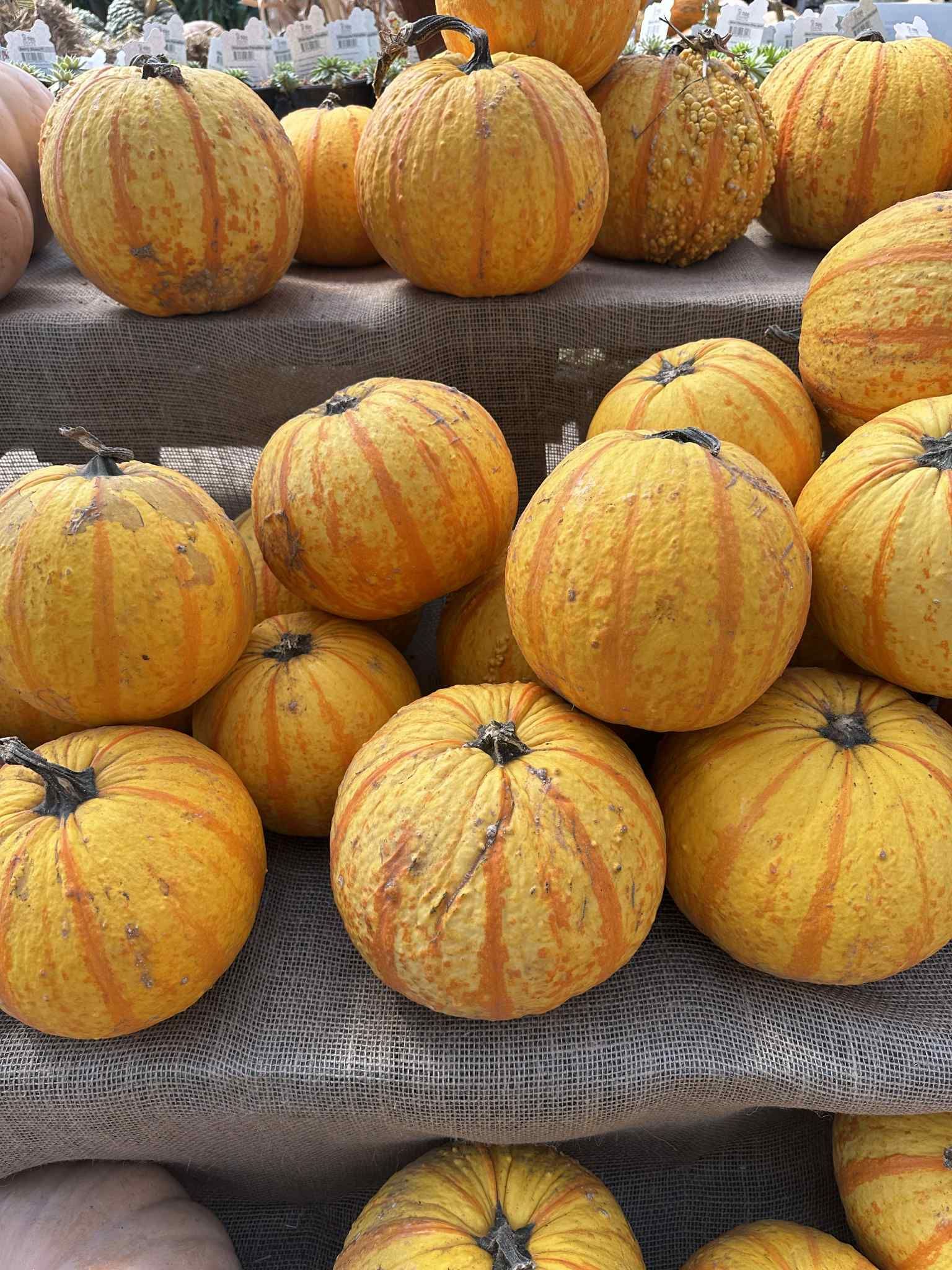 Yellow and orange pumpkins arranged on tiered shelves.