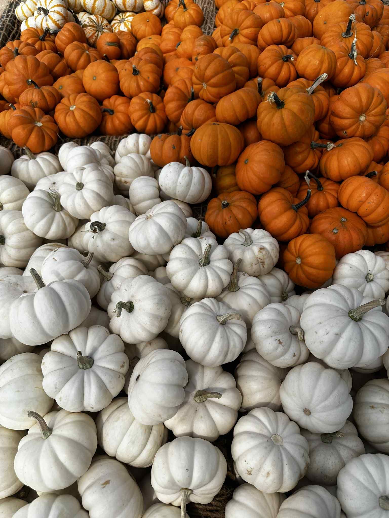 Orange and white pumpkins, piled up together.
