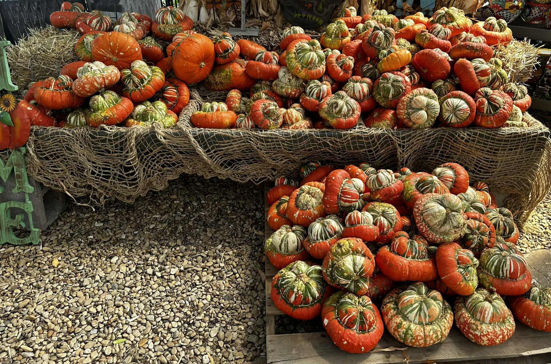 Orange and green gourds on display at a market.