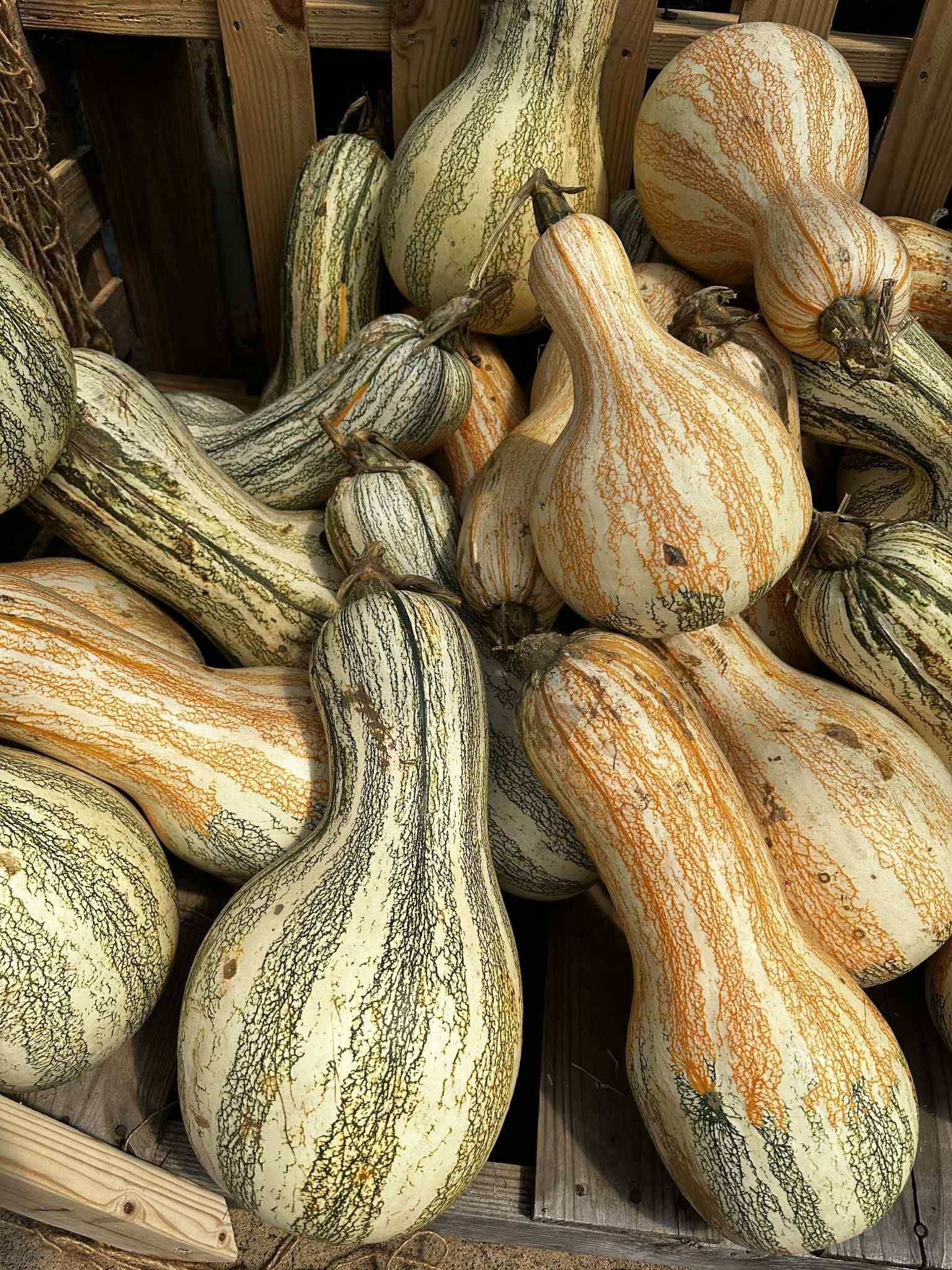 Pile of gourds: cream, orange, and green, pear-shaped, textured skin, resting in a wooden crate.