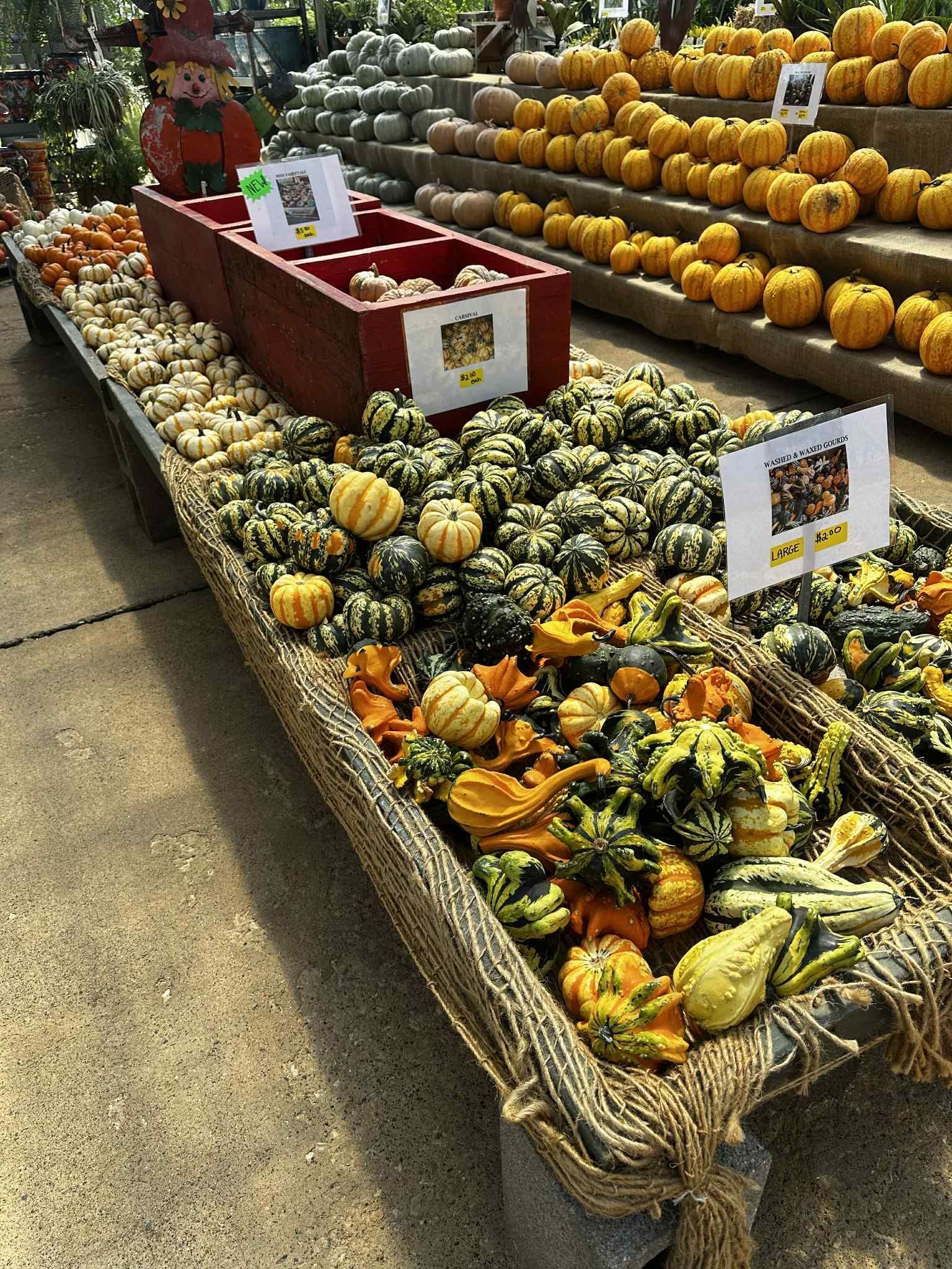 A fall display of pumpkins and gourds for sale, with a scarecrow and various colors on a long table.
