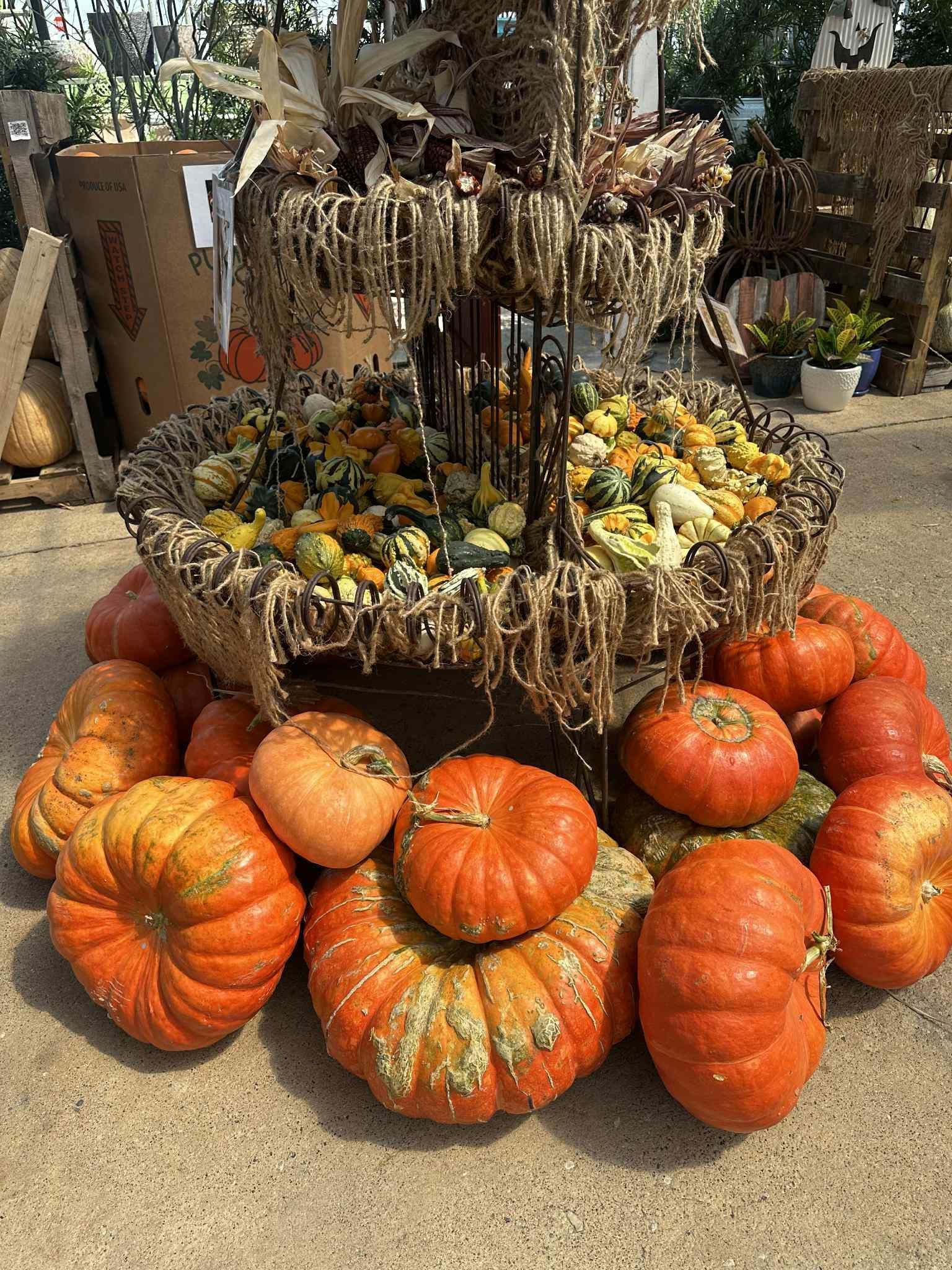 Pumpkins of various sizes and colors surround a decorative tiered display filled with gourds.