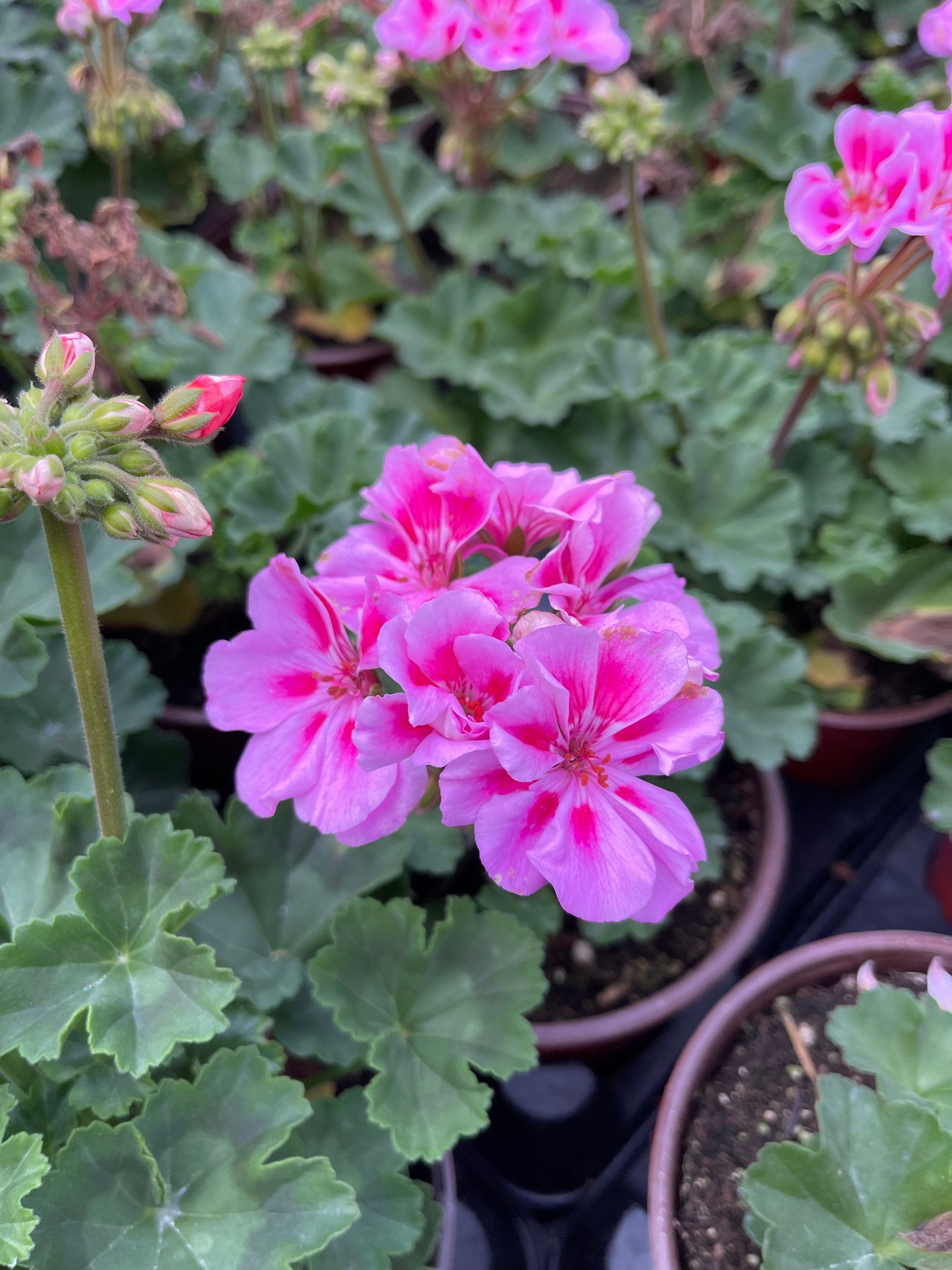 A bunch of different colored daisies with green leaves