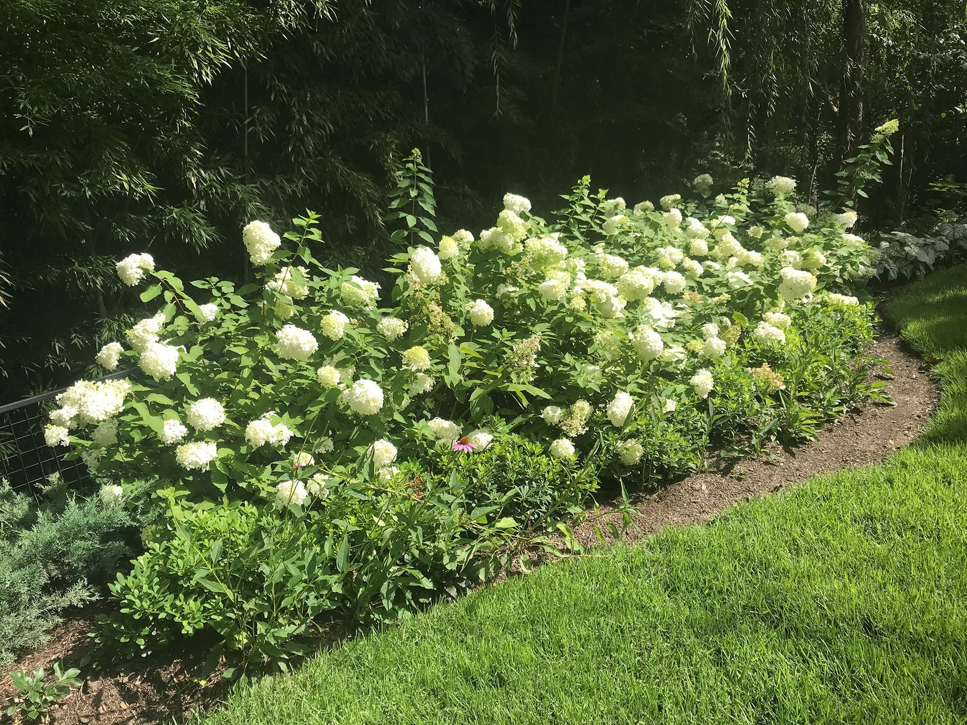 A bush with white flowers and green leaves in a garden