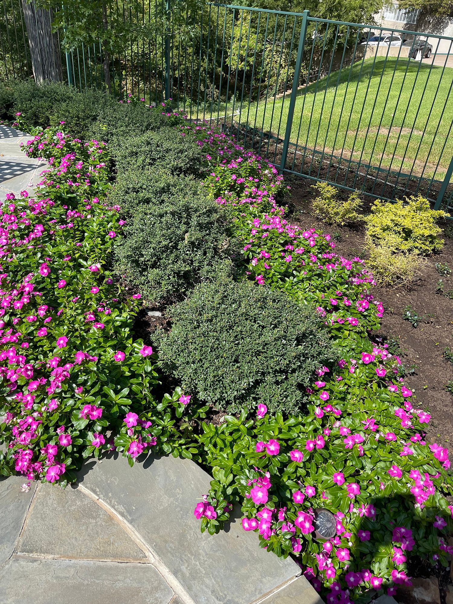A garden filled with lots of pink flowers and green plants.