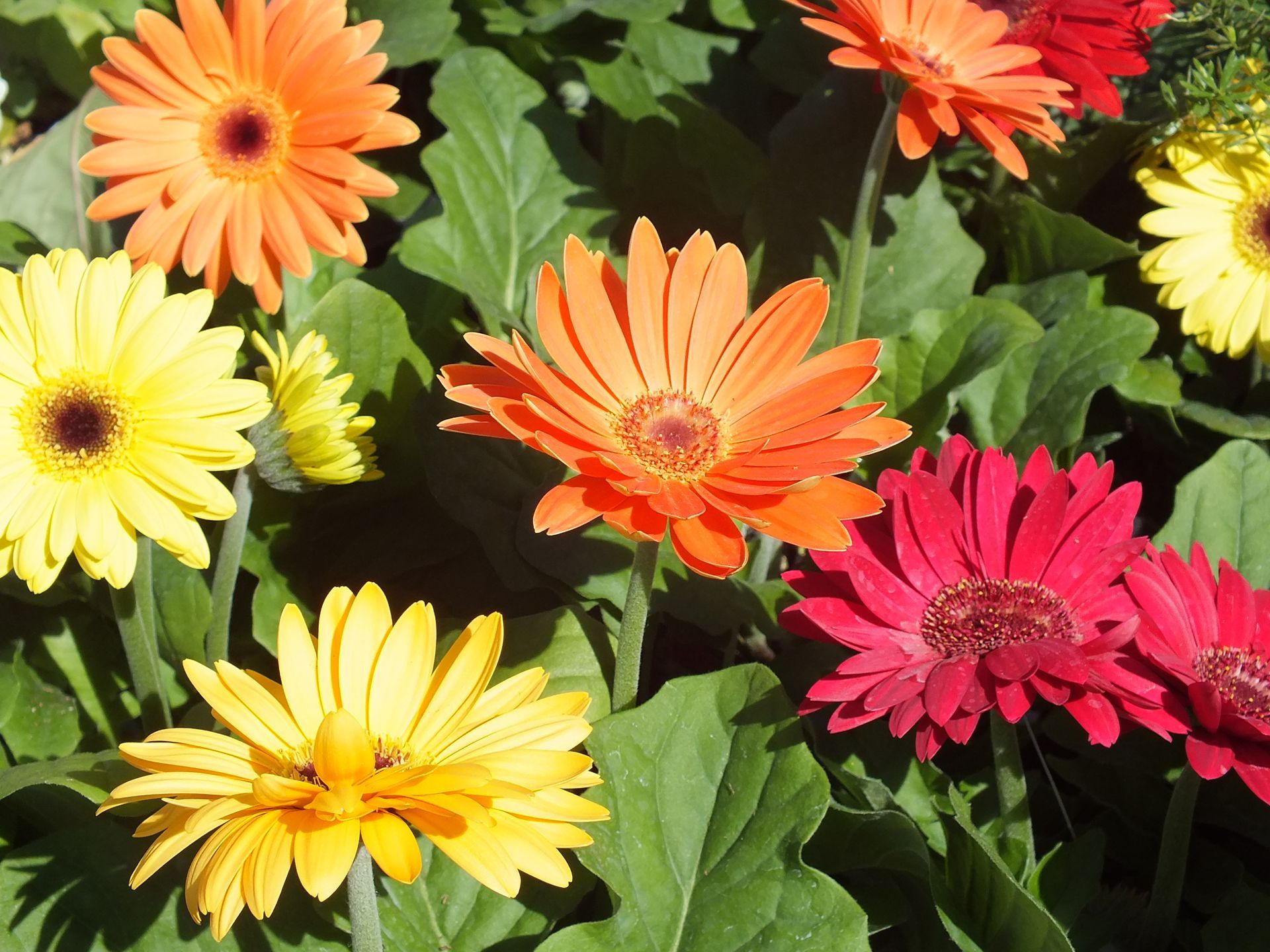 A bunch of different colored daisies with green leaves