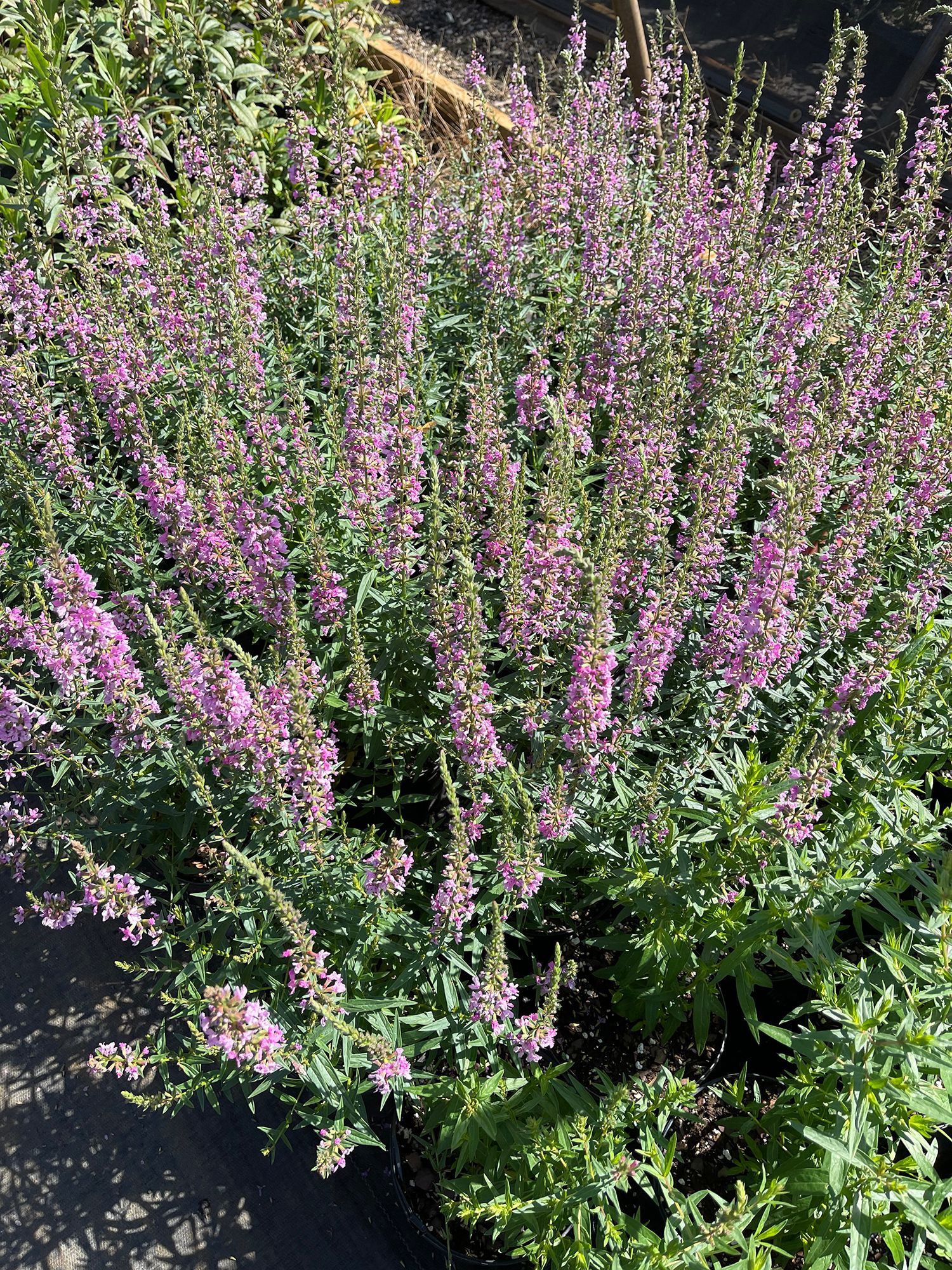 A bush with purple flowers and green leaves in a garden.
