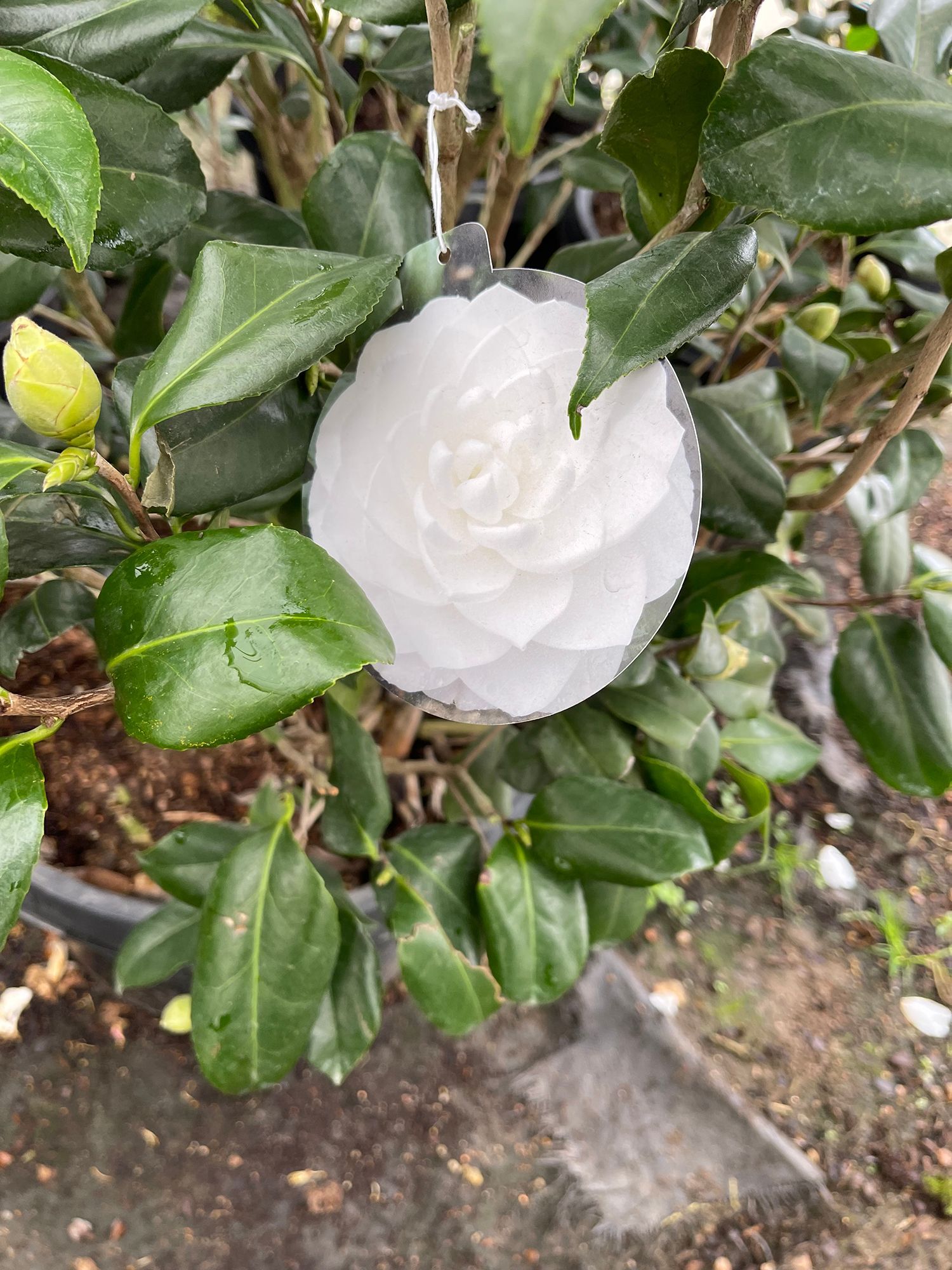 A close up of a white flower on a plant with green leaves.