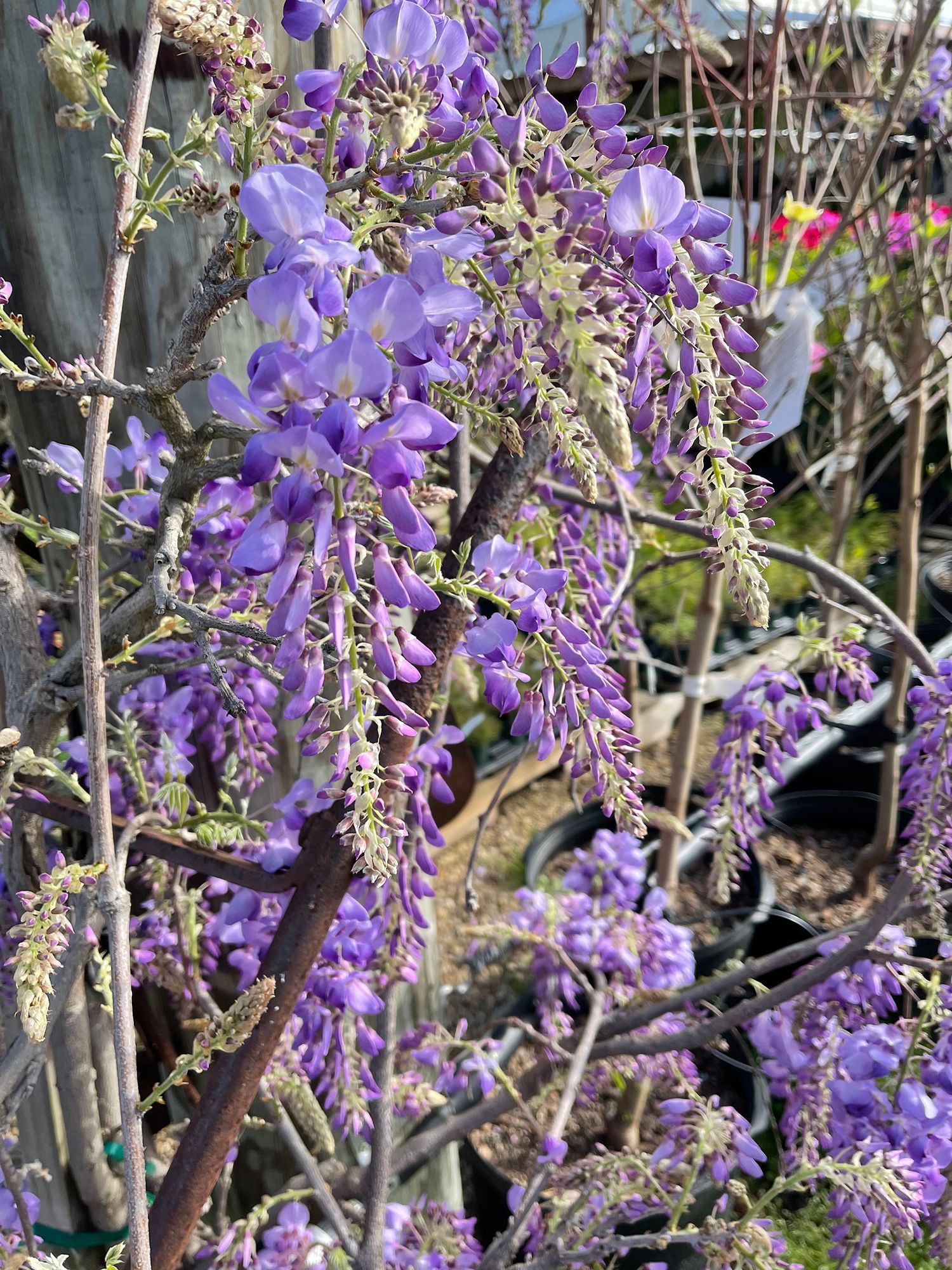 A bunch of purple flowers are growing on a tree.