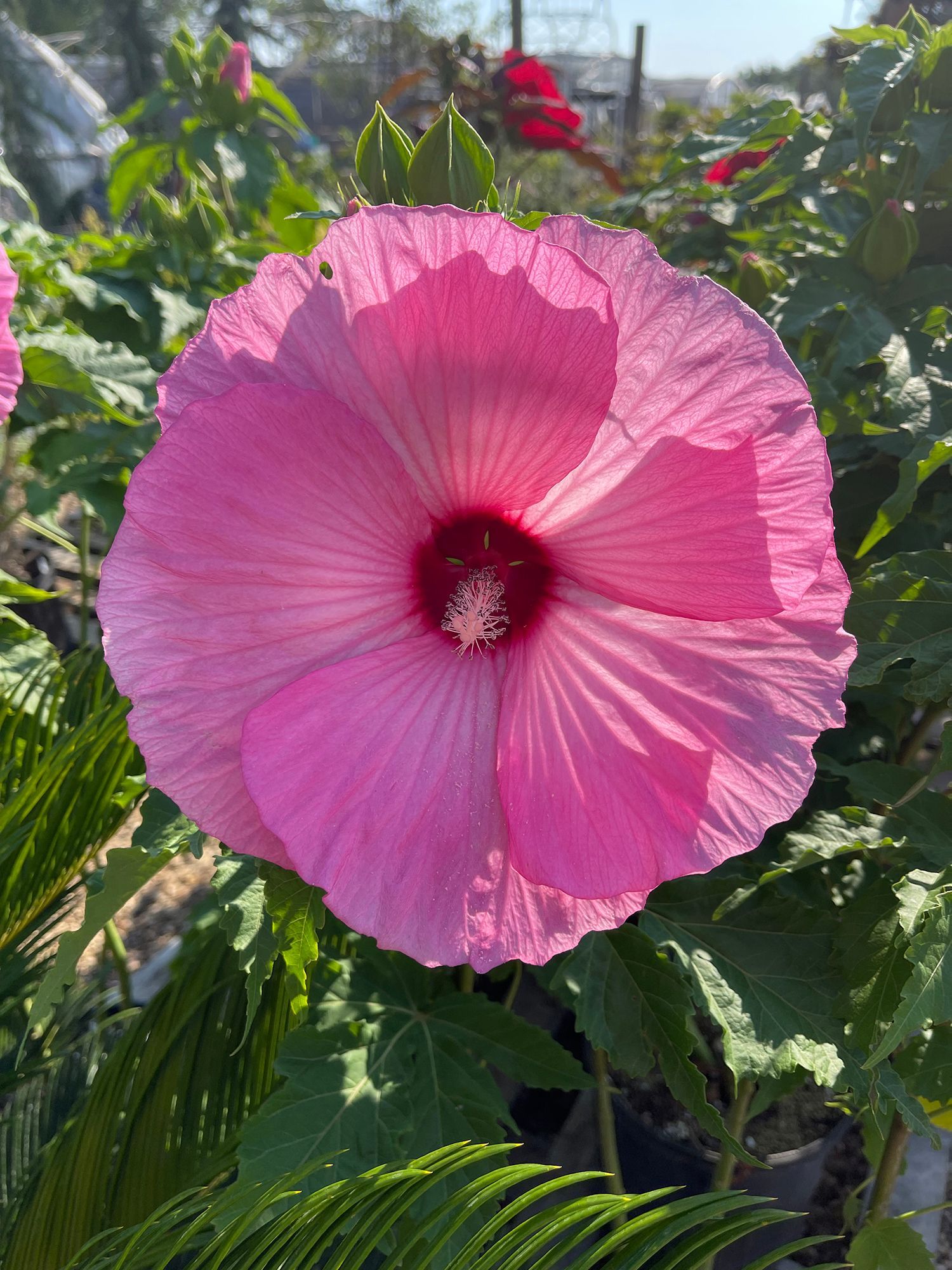 A close up of a pink flower with a red center surrounded by green leaves.