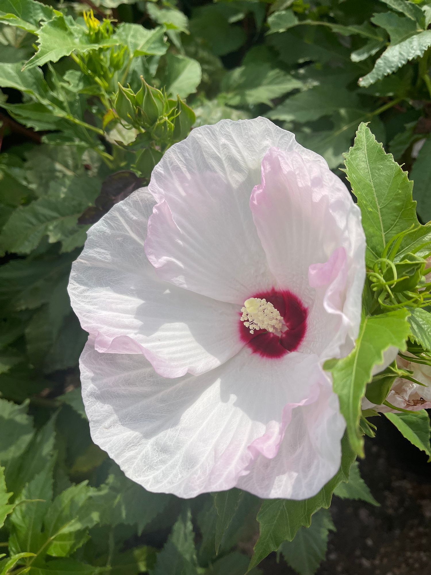 A close up of a white flower with a red center surrounded by green leaves.