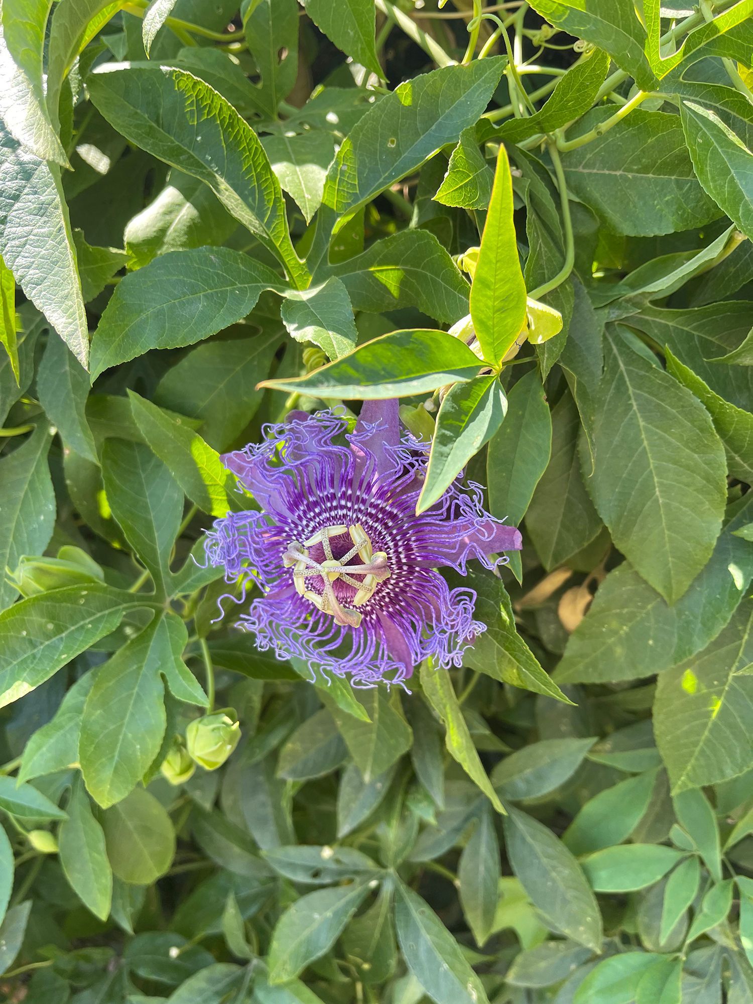 A close up of a purple flower surrounded by green leaves.