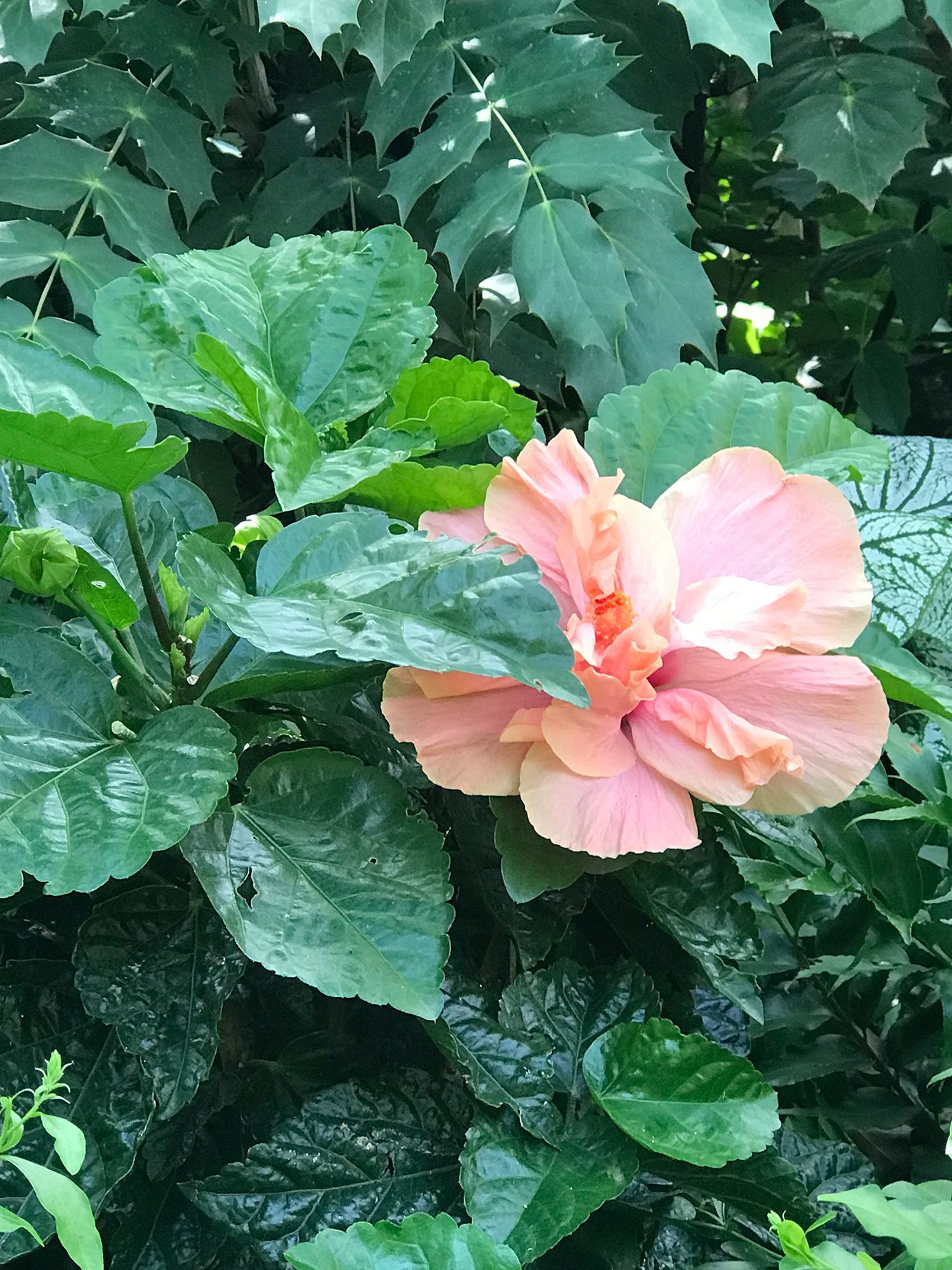 A close up of a pink flower surrounded by green leaves.