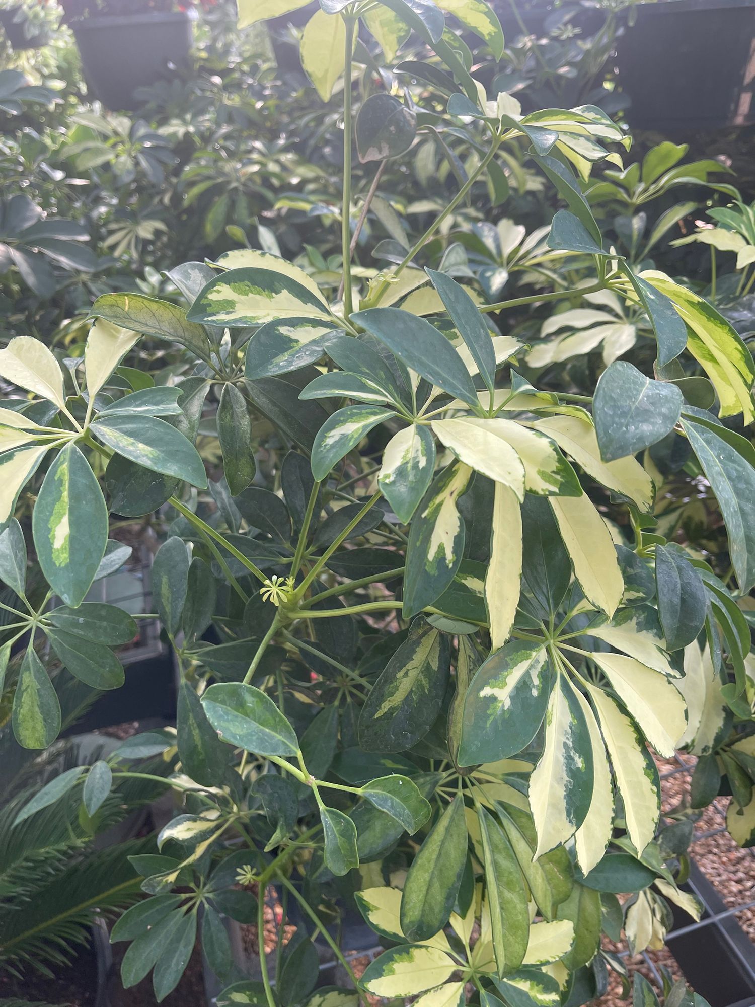 A close up of a plant with green and yellow leaves.