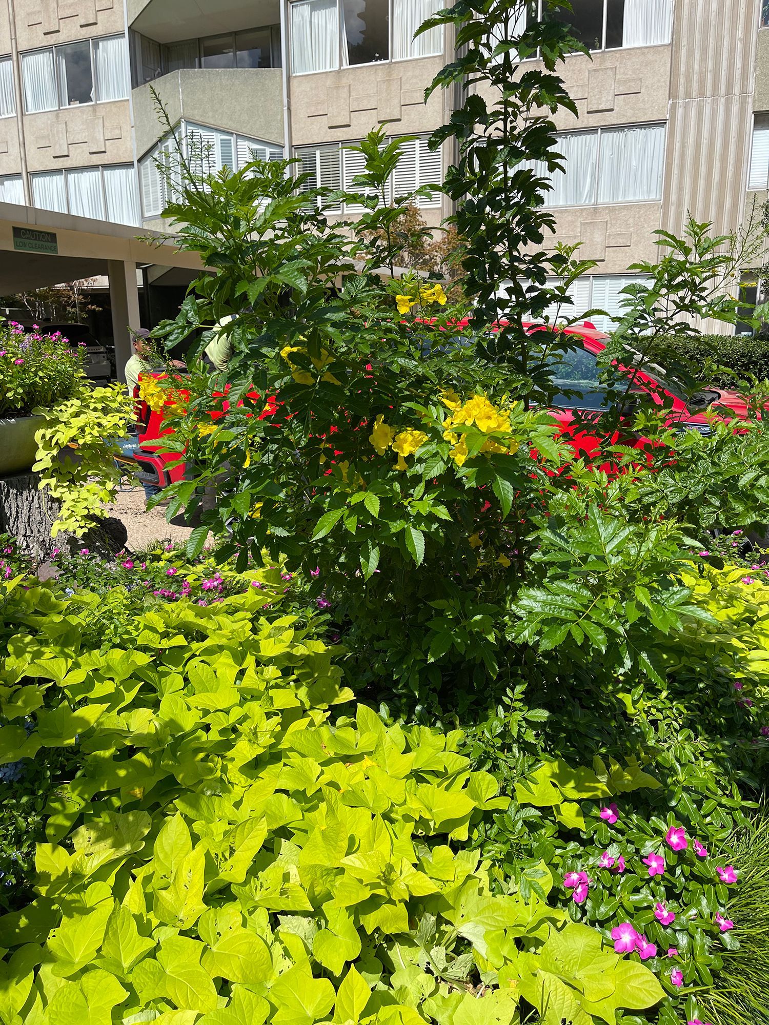 A garden with lots of plants and flowers in front of a building.