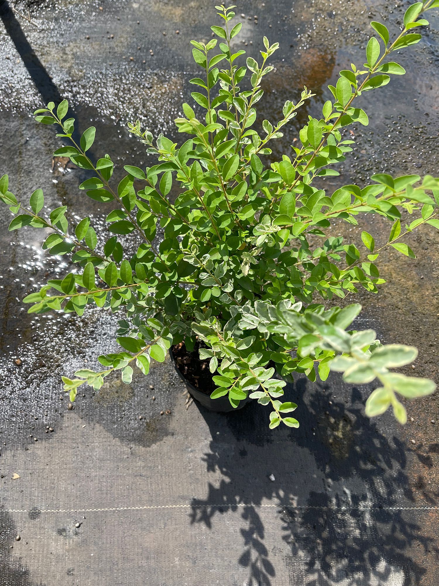 A potted plant with green leaves is sitting on the ground.