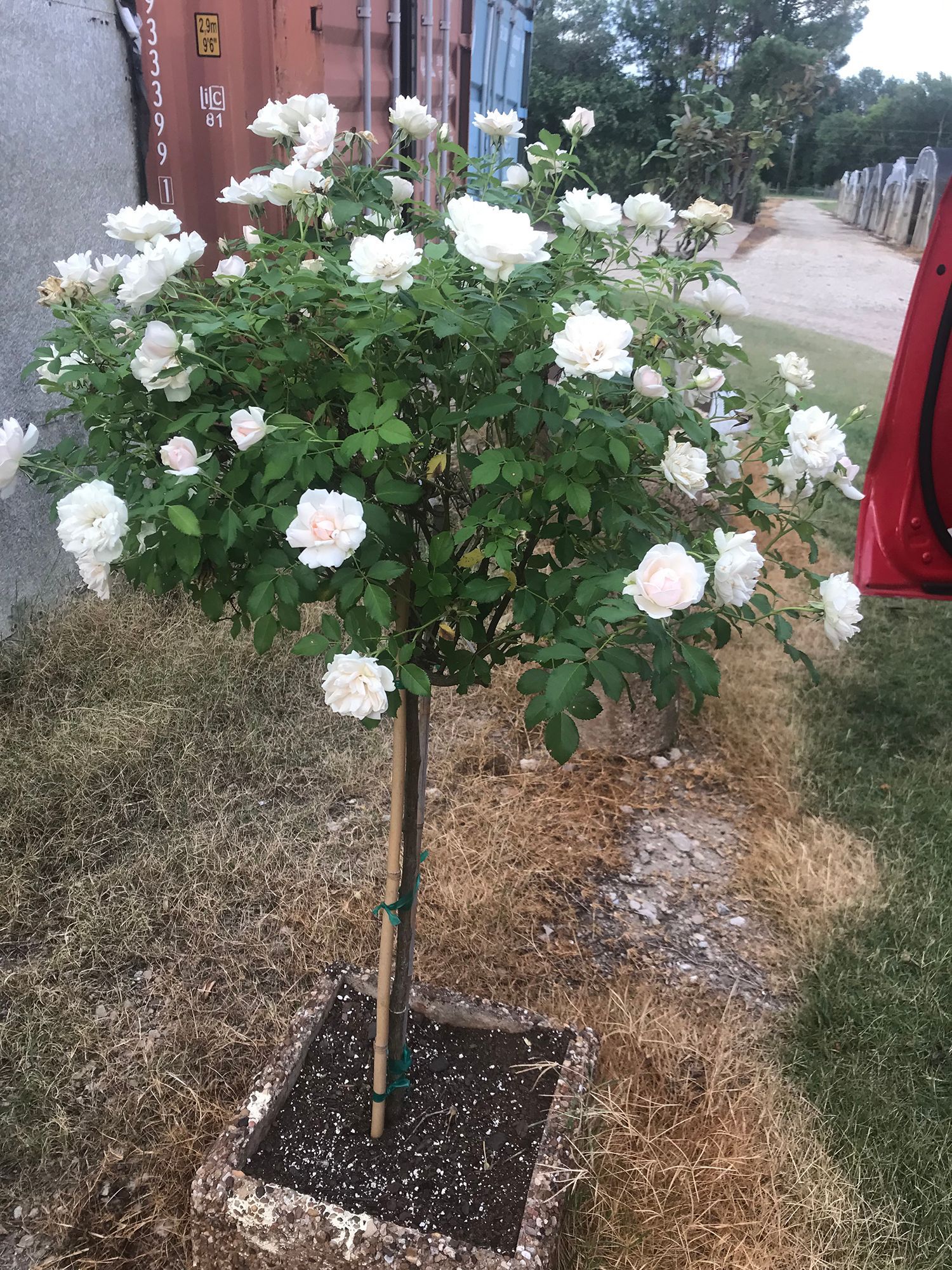 A small tree with white flowers is growing in a pot.