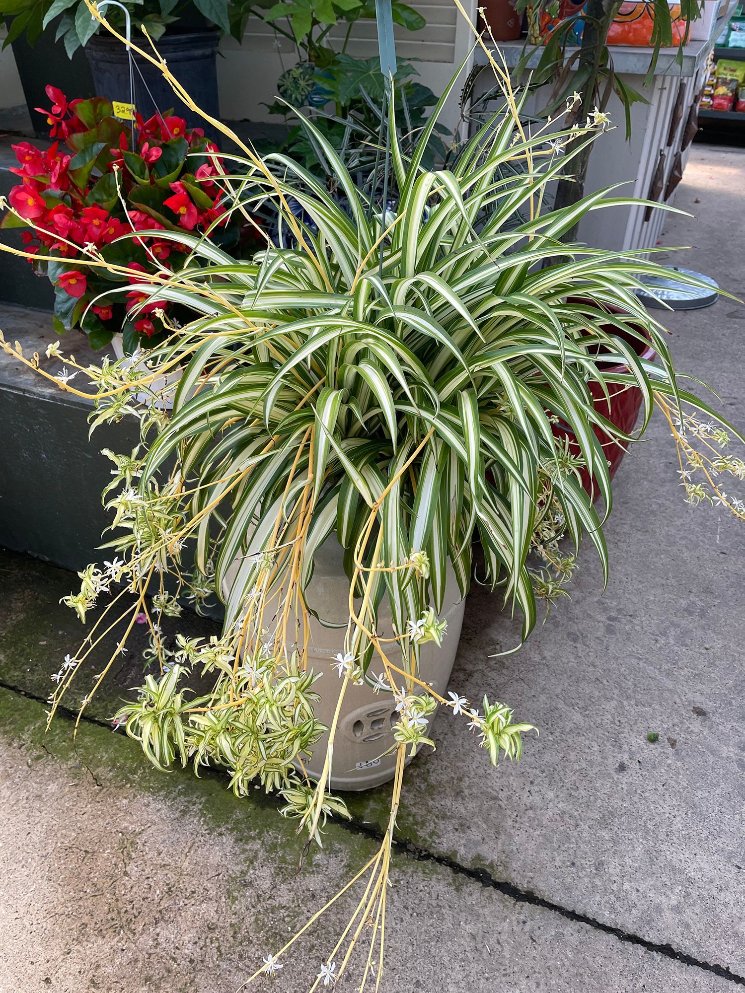 A potted plant is sitting on a sidewalk next to flowers.