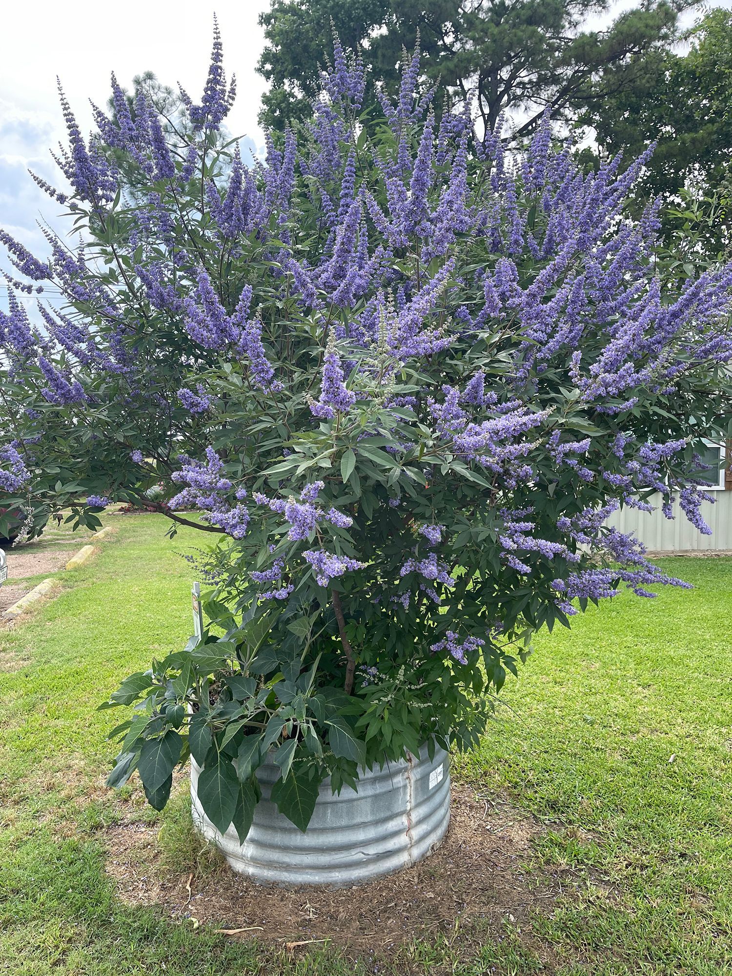 A large potted plant with purple flowers is sitting in the grass.