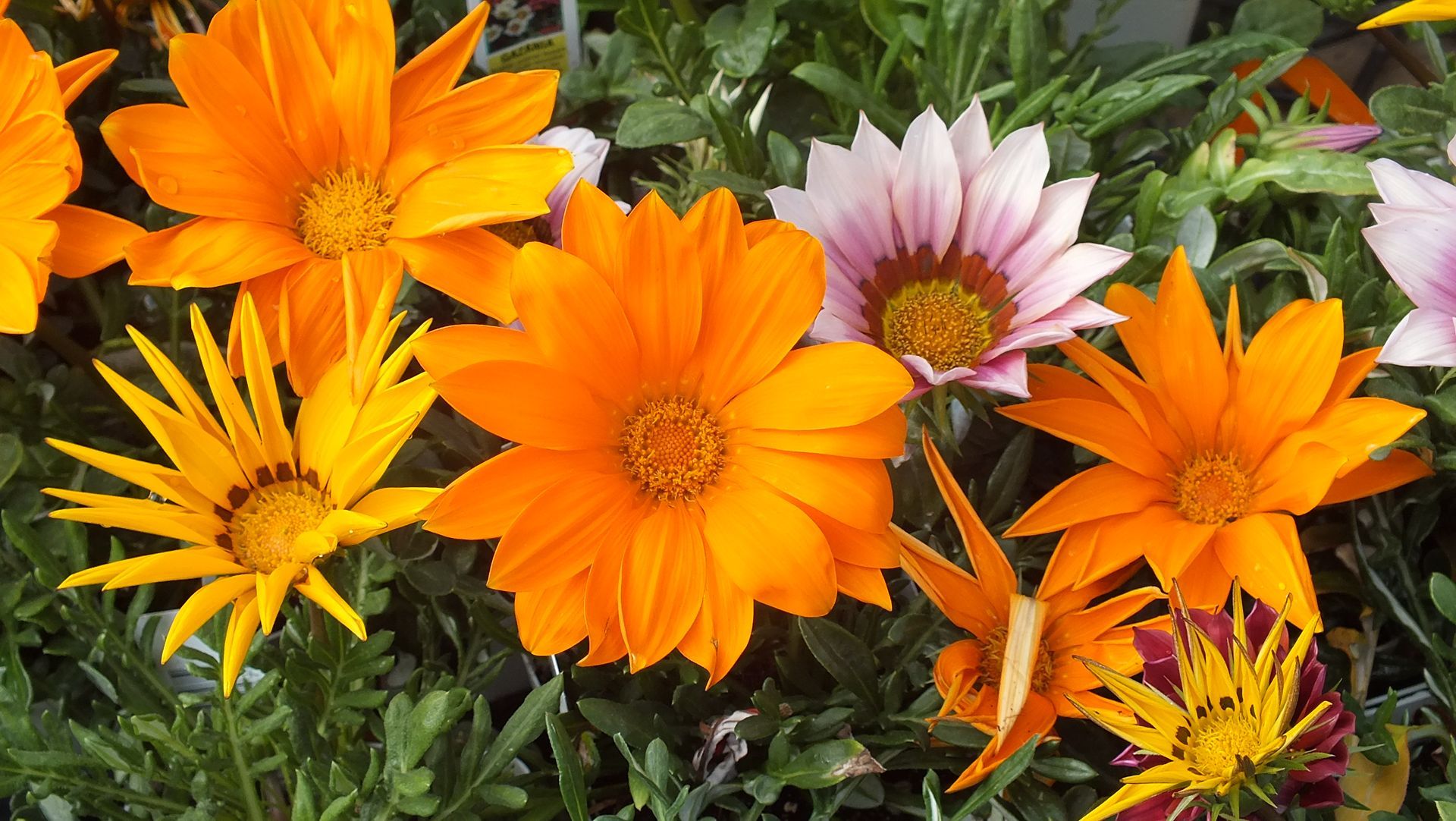 A bunch of colored flowers are growing in a garden.