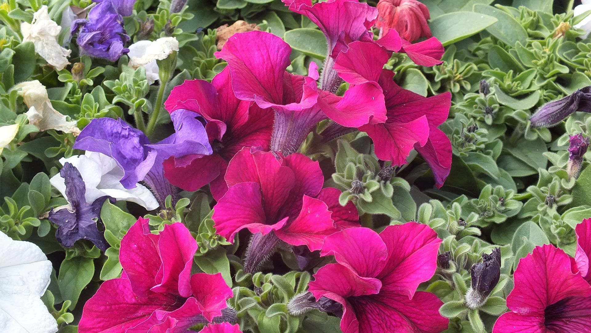 A bunch of colored flowers are growing in a garden.