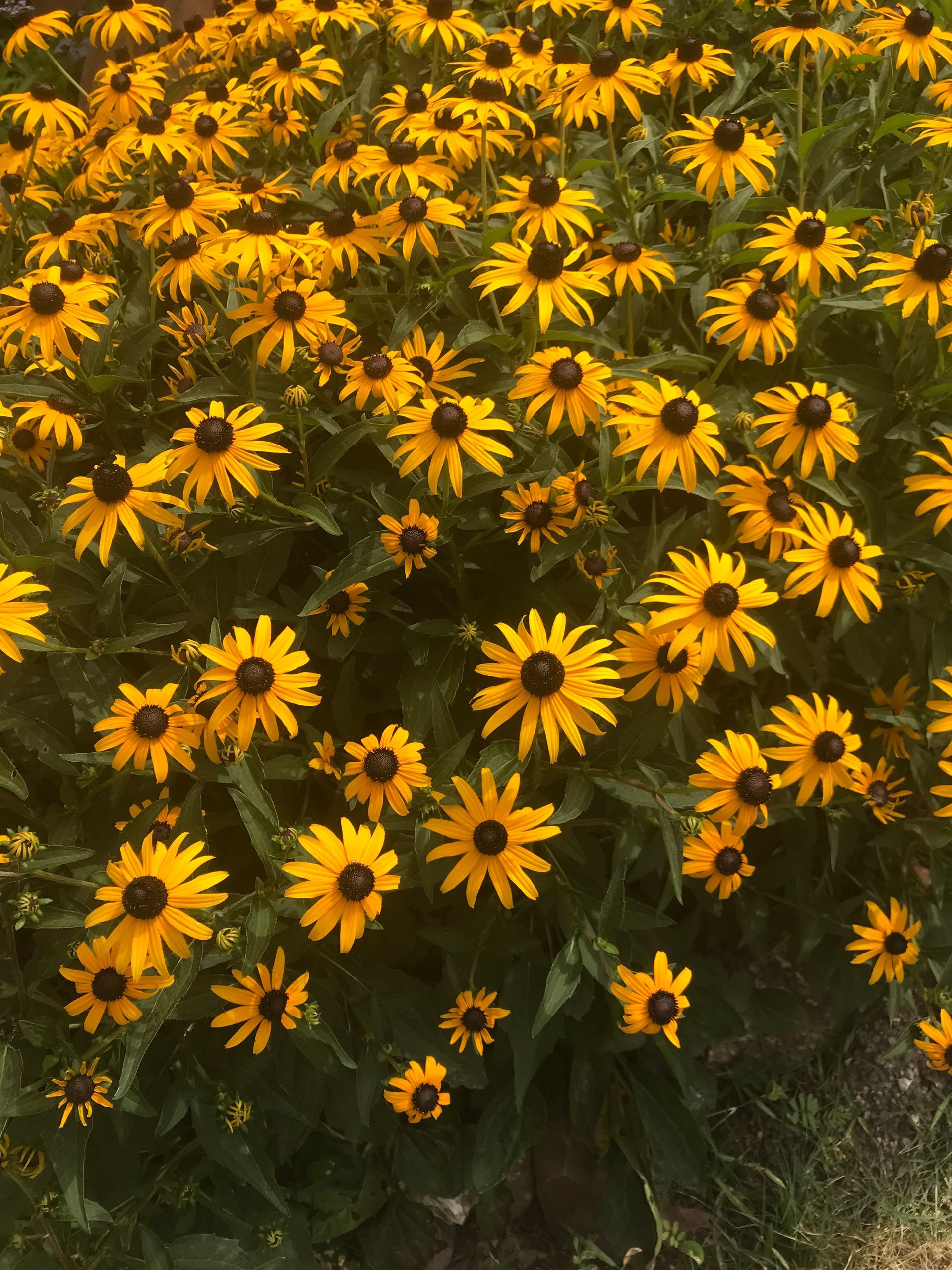 A field of yellow flowers with black centers