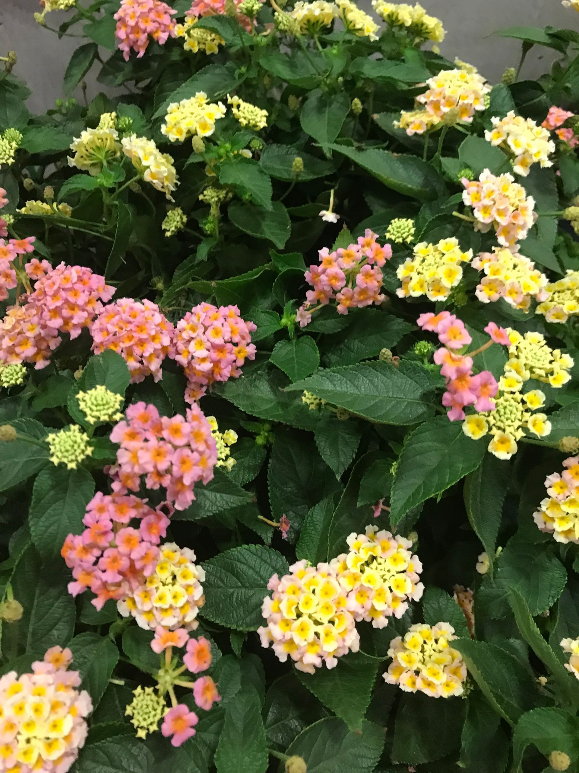 A bush with pink and yellow flowers and green leaves
