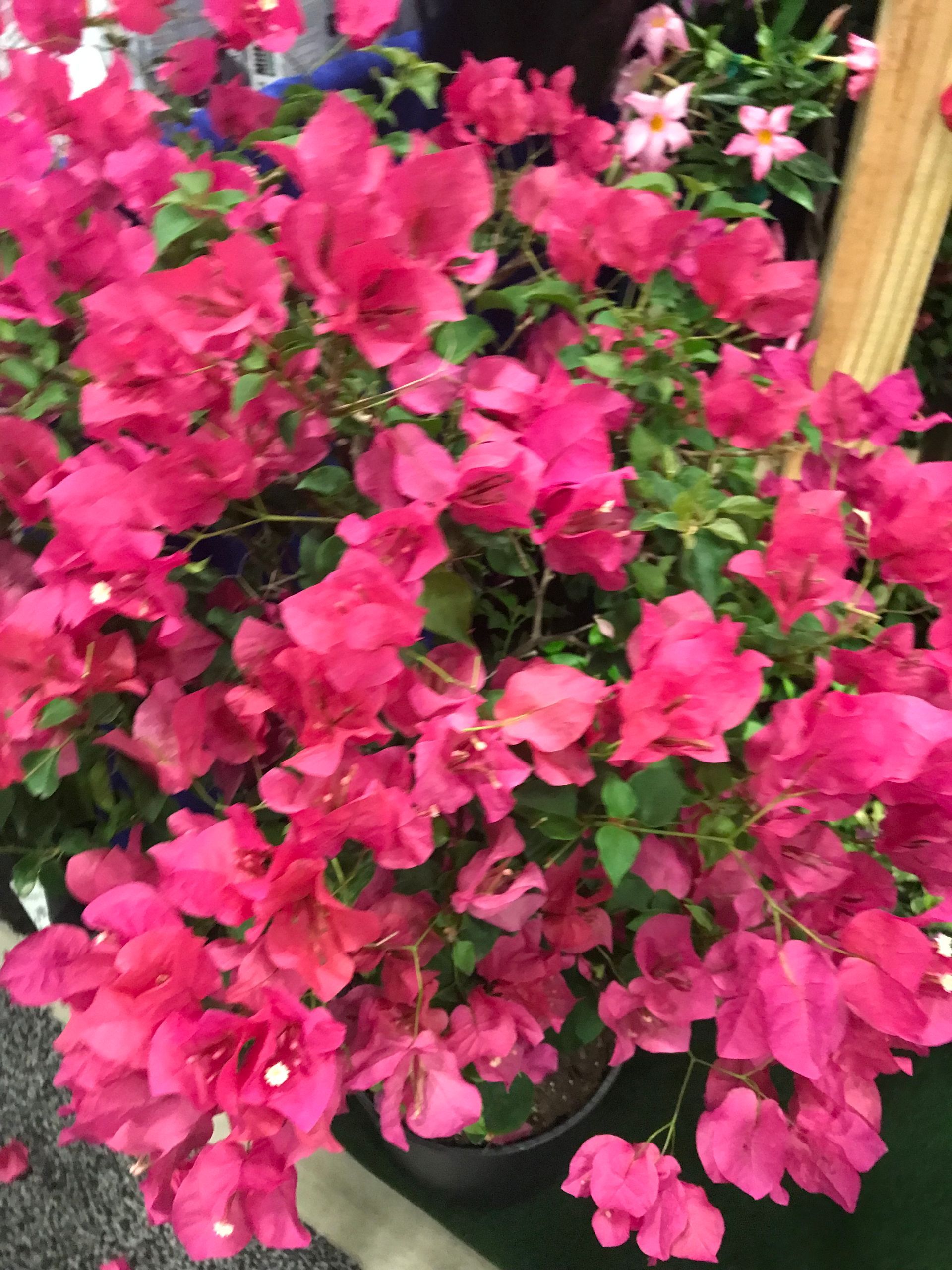 A bunch of pink flowers are growing in a pot.