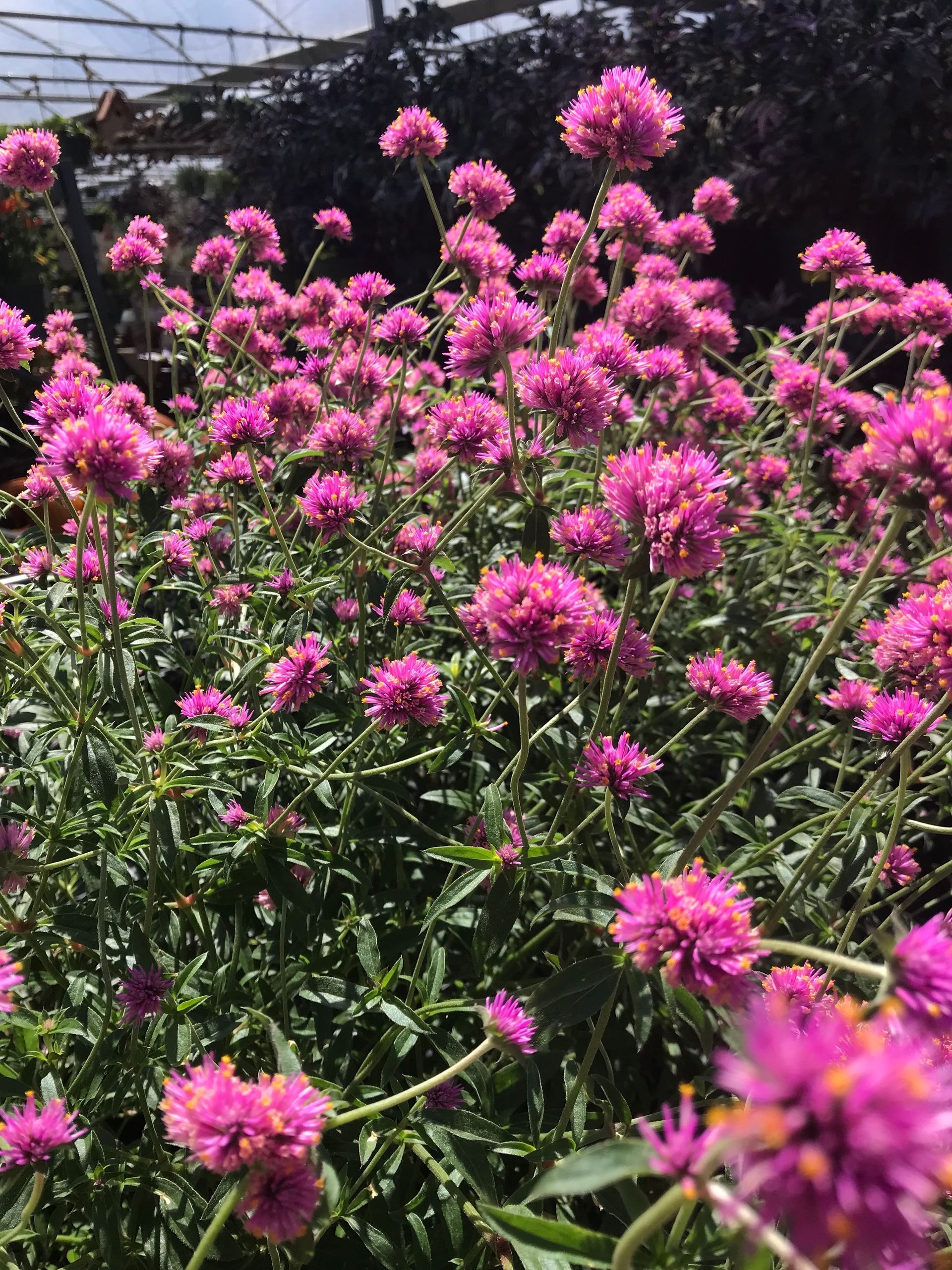 A bunch of purple flowers are growing in a garden.