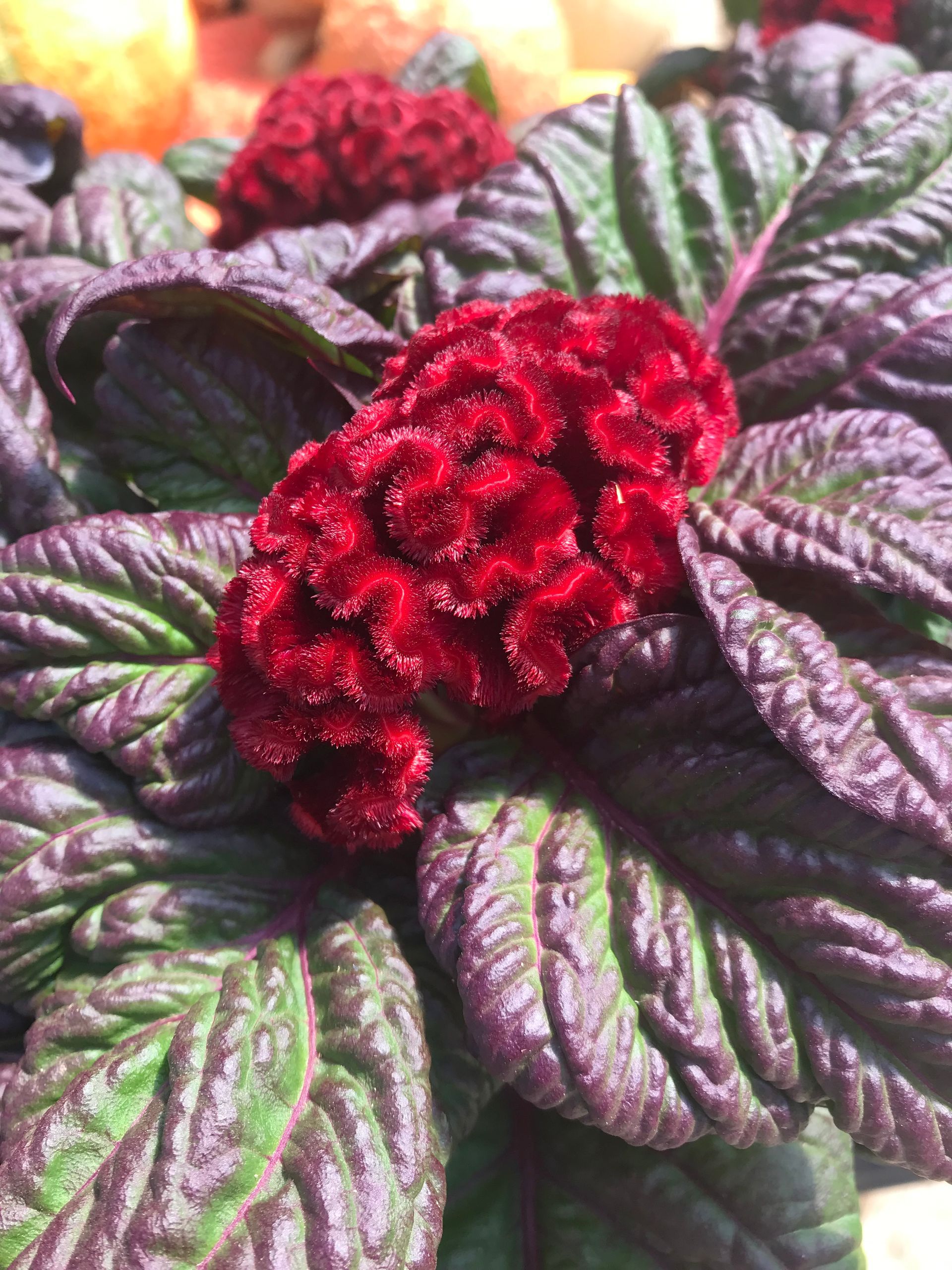 A close up of a plant with red flowers and green leaves.