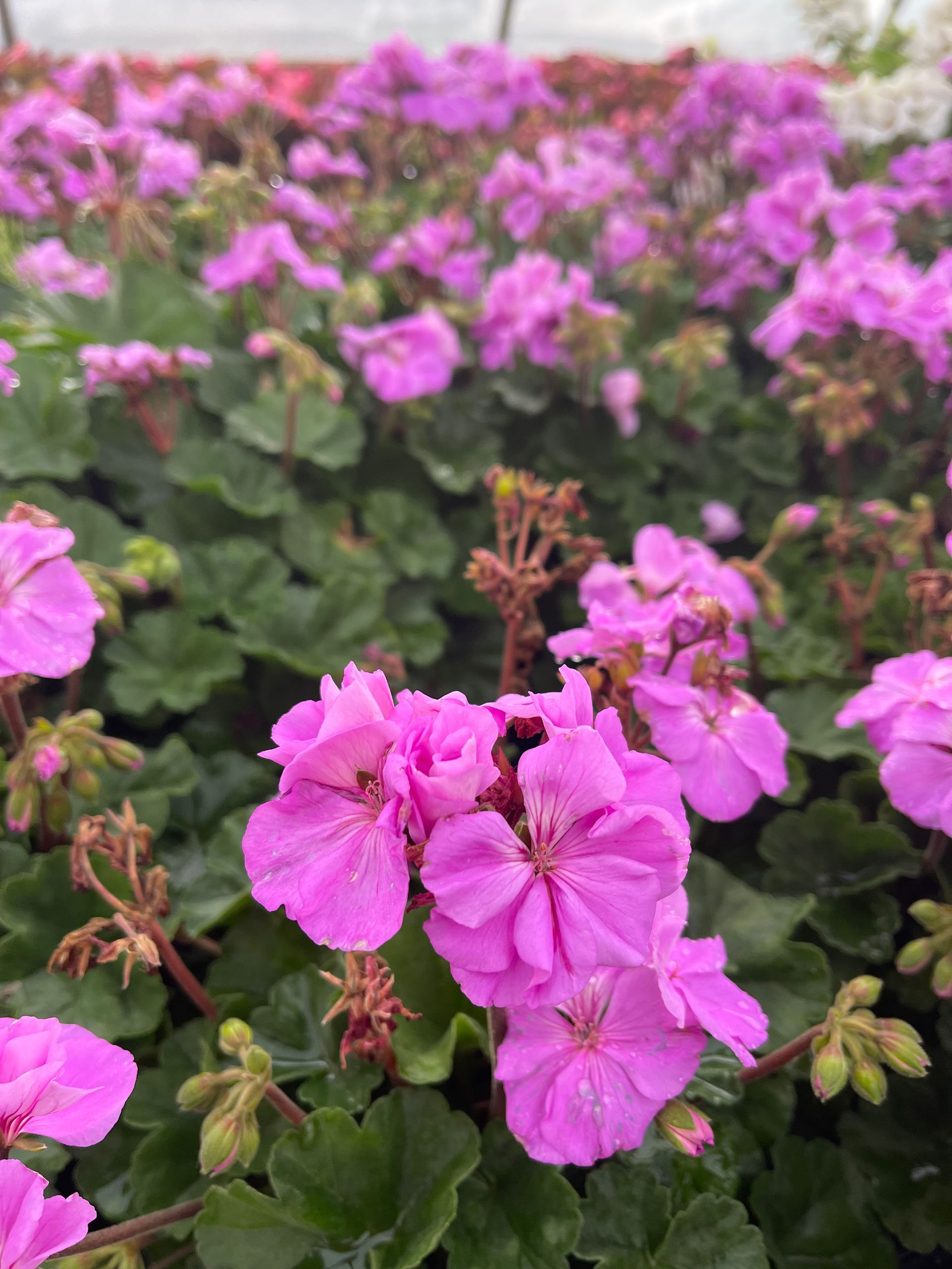 A bunch of pink flowers are growing in a greenhouse.