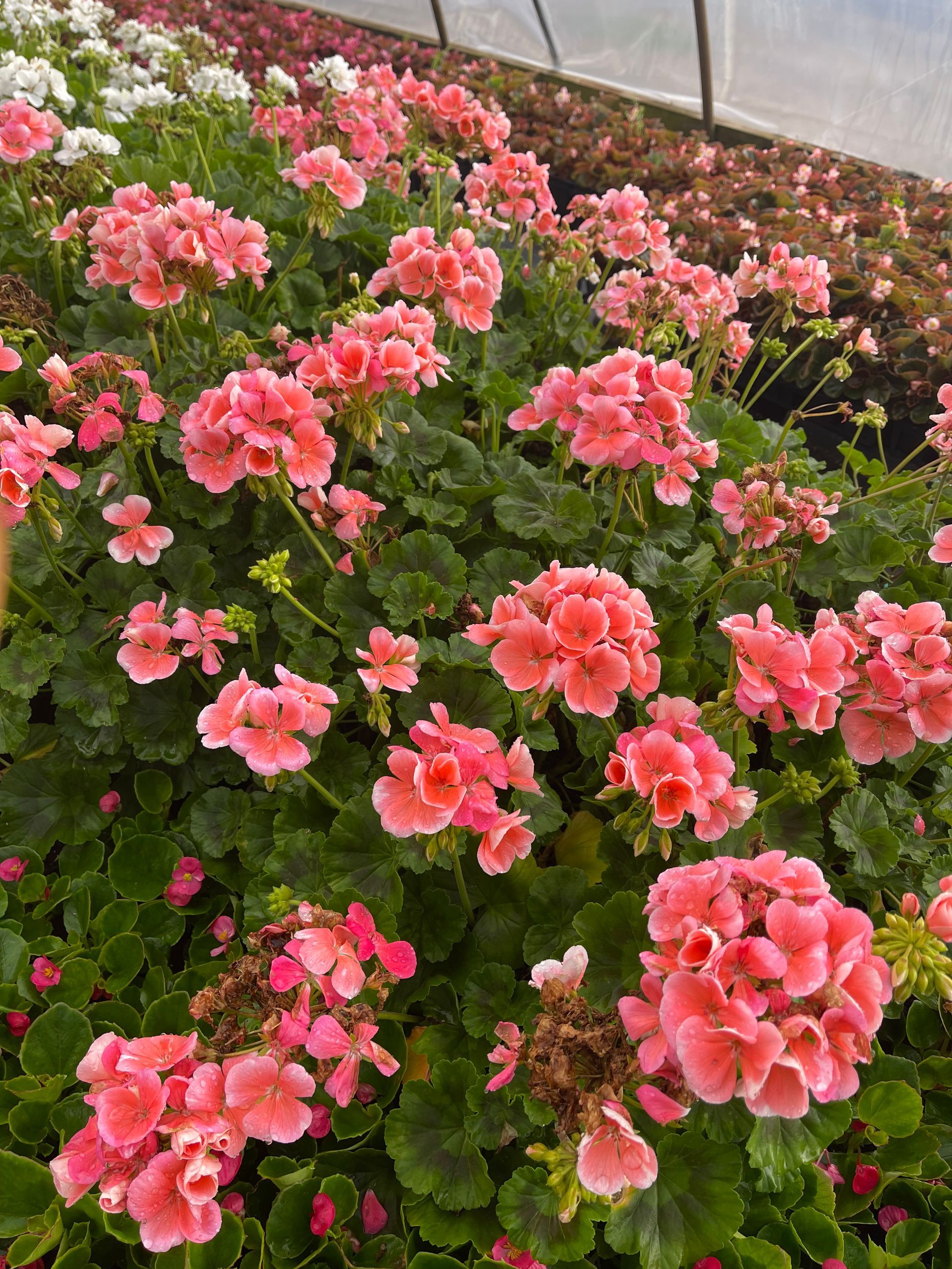 A bunch of pink flowers are growing in a greenhouse