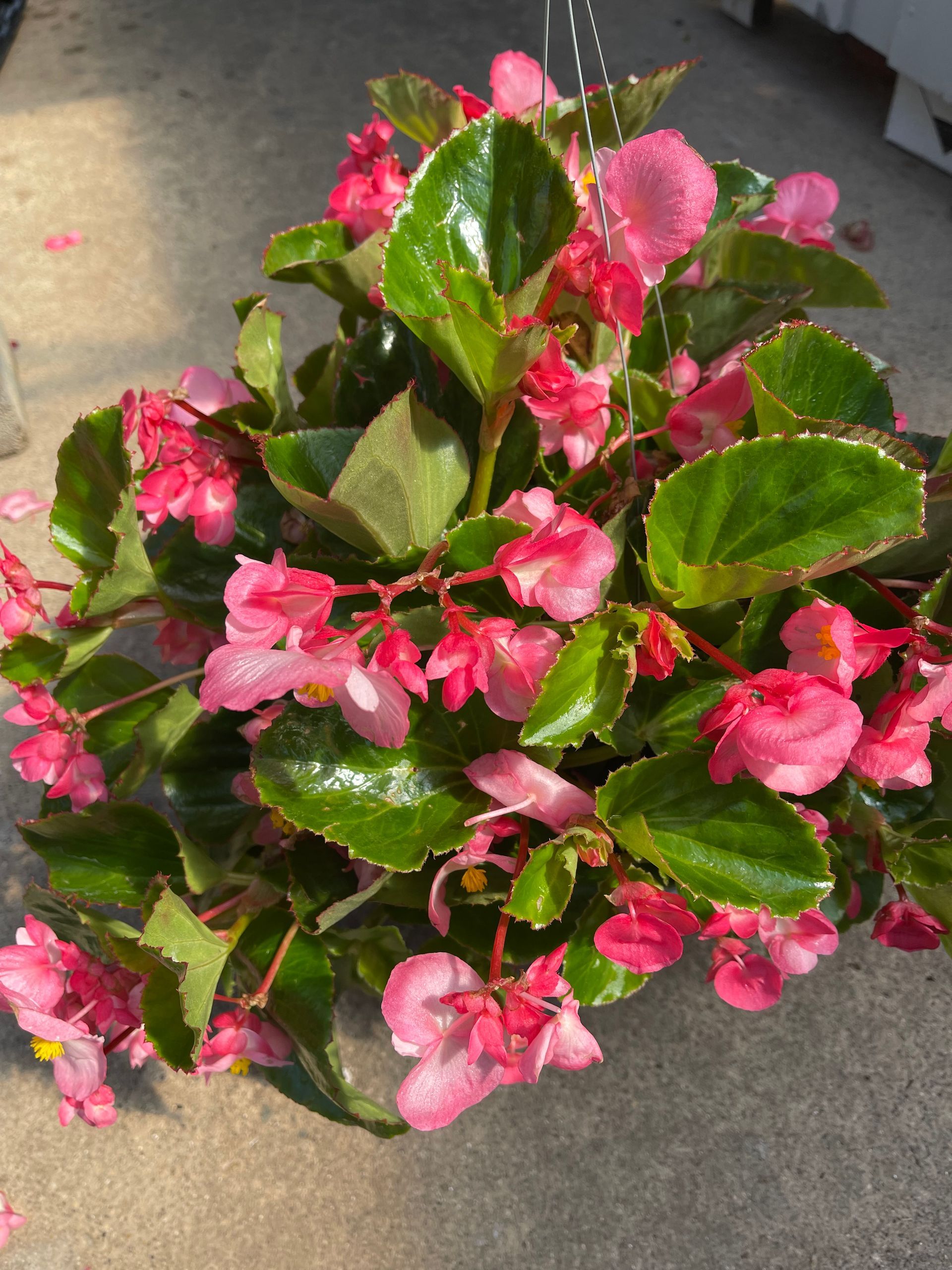 A plant with pink flowers and green leaves