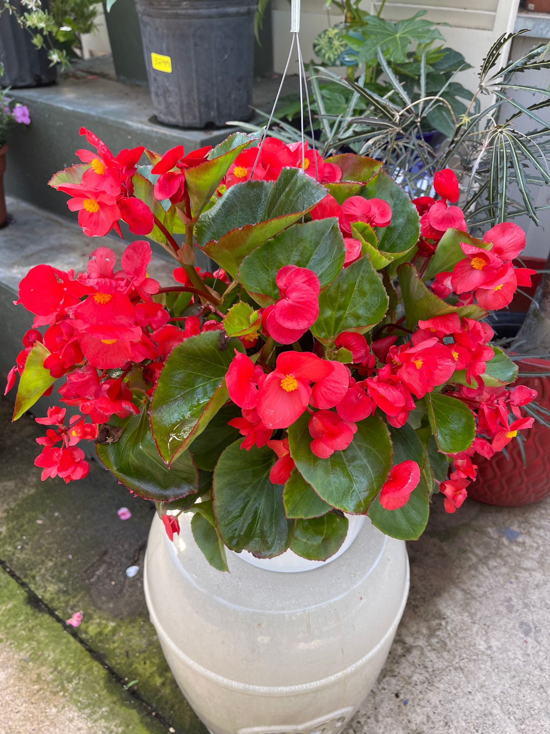 A potted plant with red flowers and green leaves