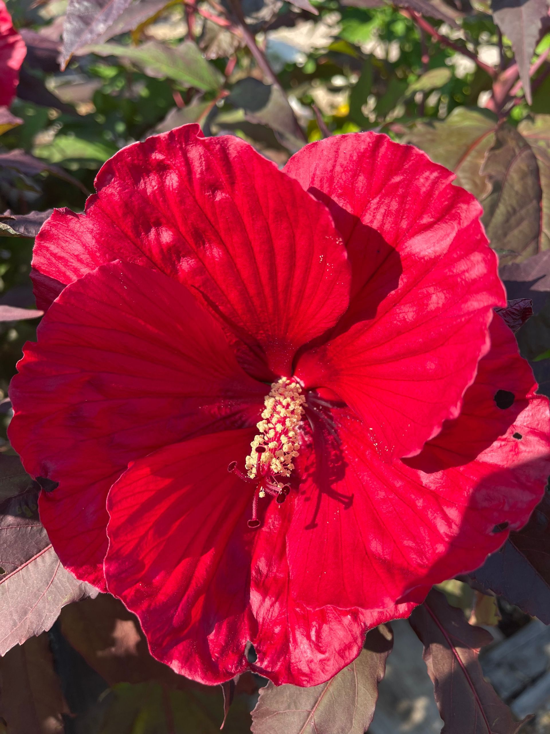 A close up of a red flower with a yellow center