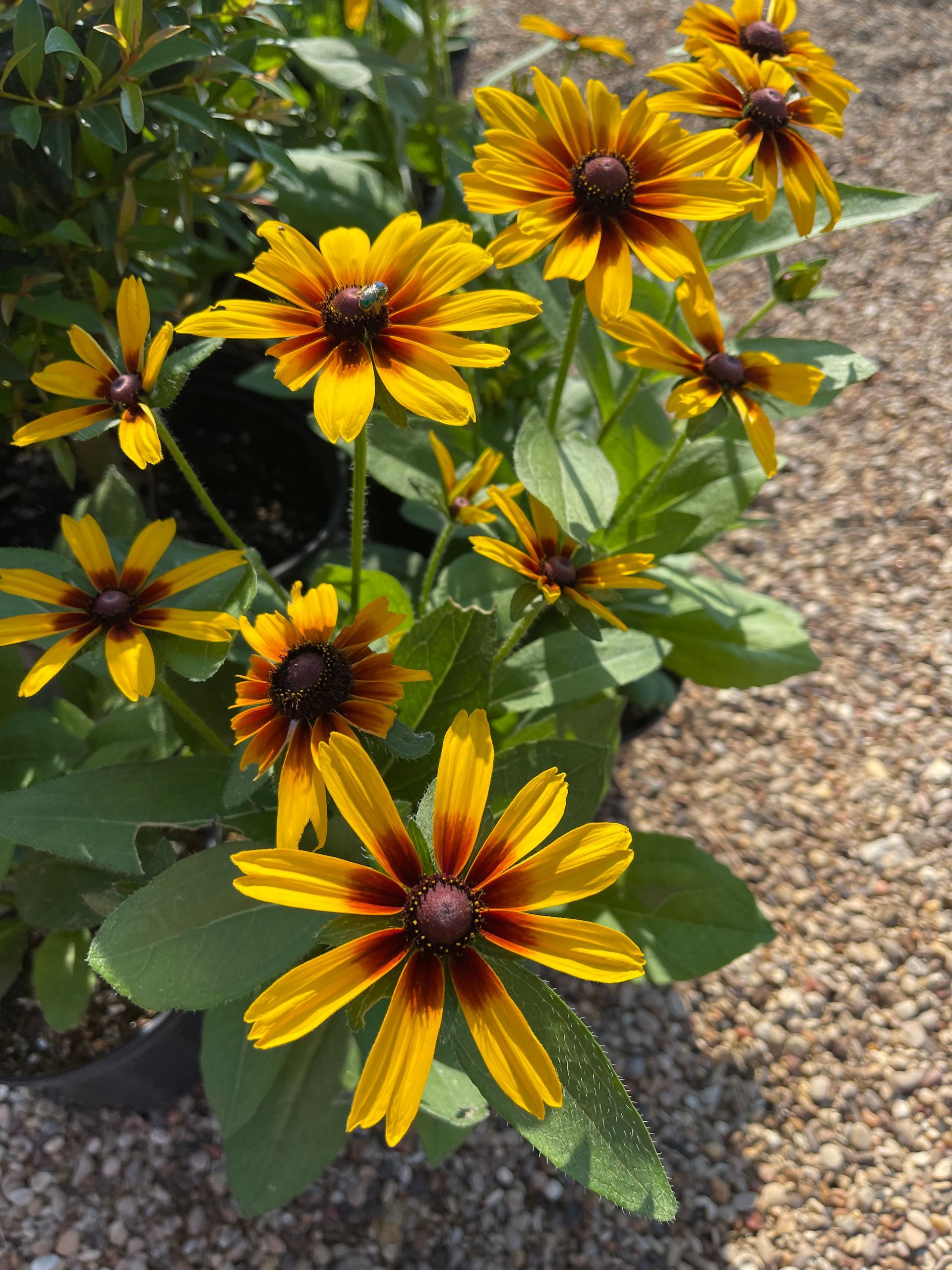 A bunch of yellow and brown flowers are growing in a pot.