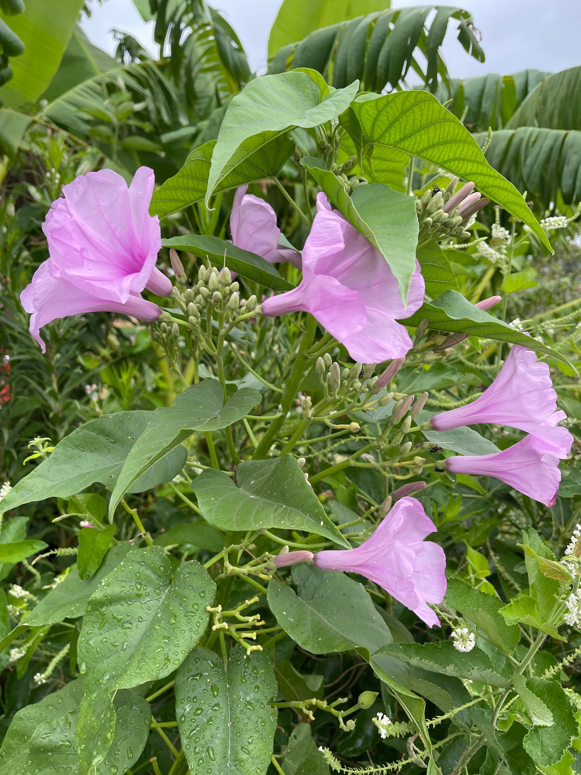 A close up of a plant with pink flowers and green leaves.