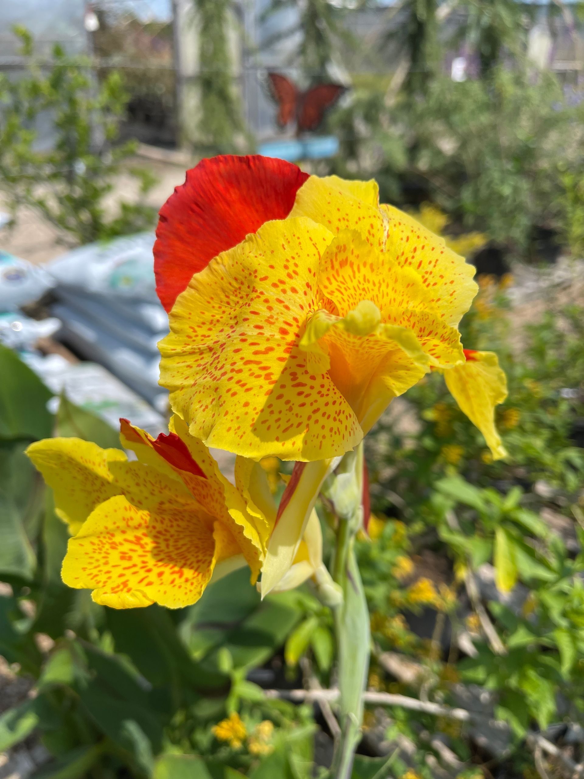 A close up of a yellow and red flower in a garden.